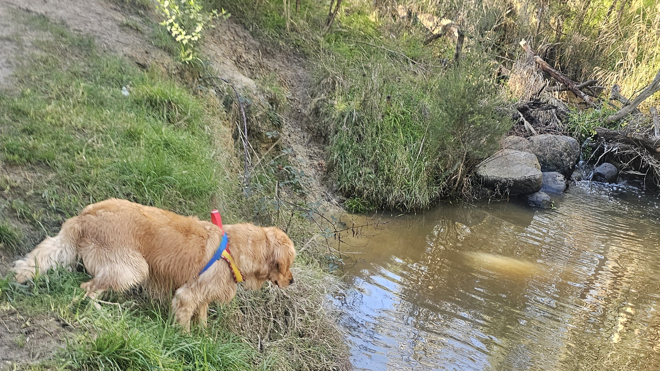 Pepsi and Max swimming at Toomuc Creek