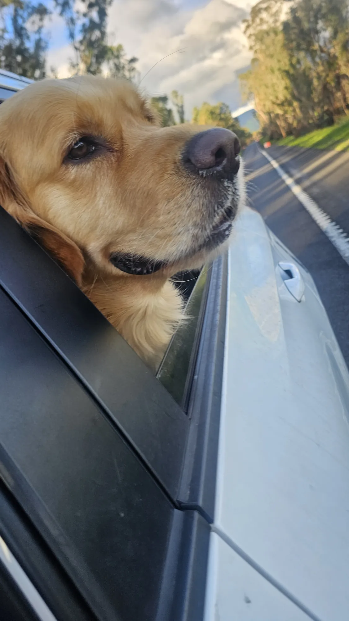 Pepsi with his head out the car window on the drive up to Dinner Plain