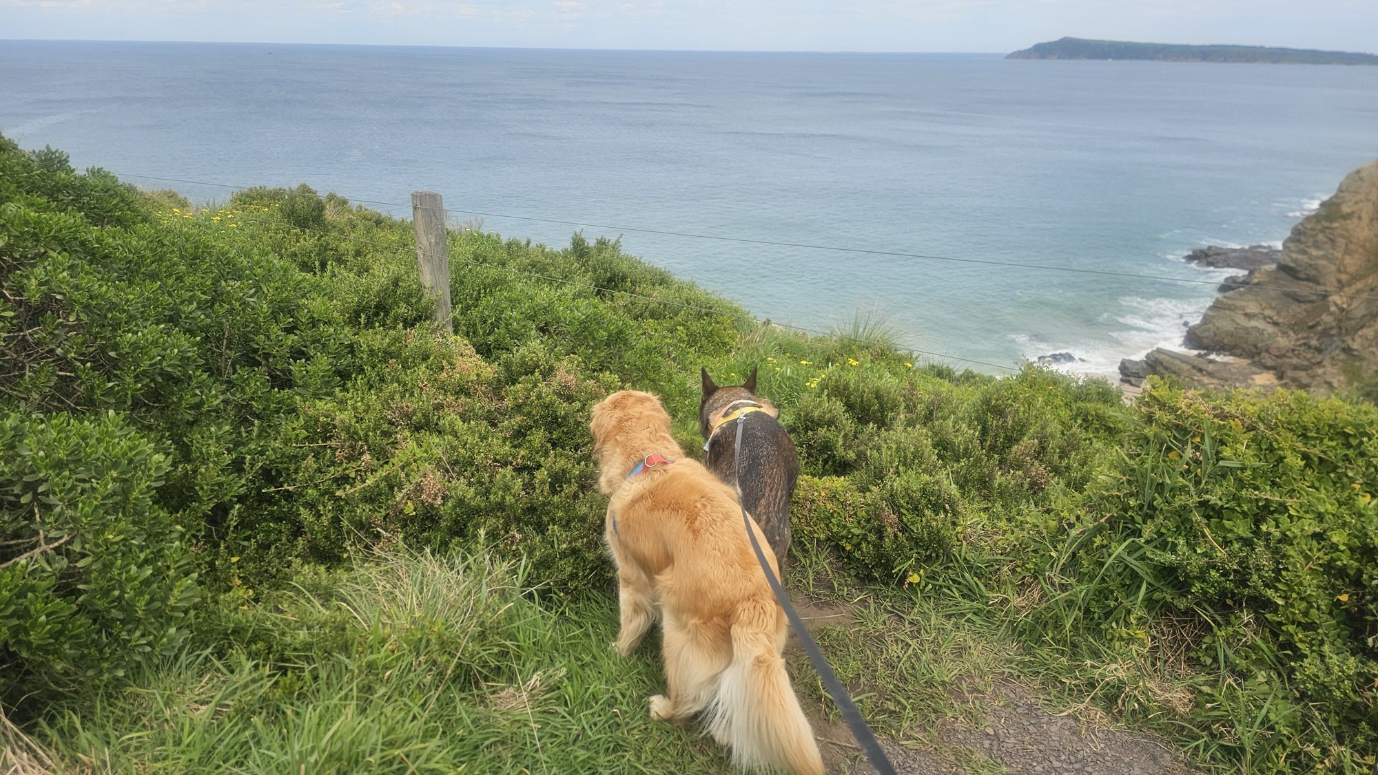 Pepsi and Max enjoying the view