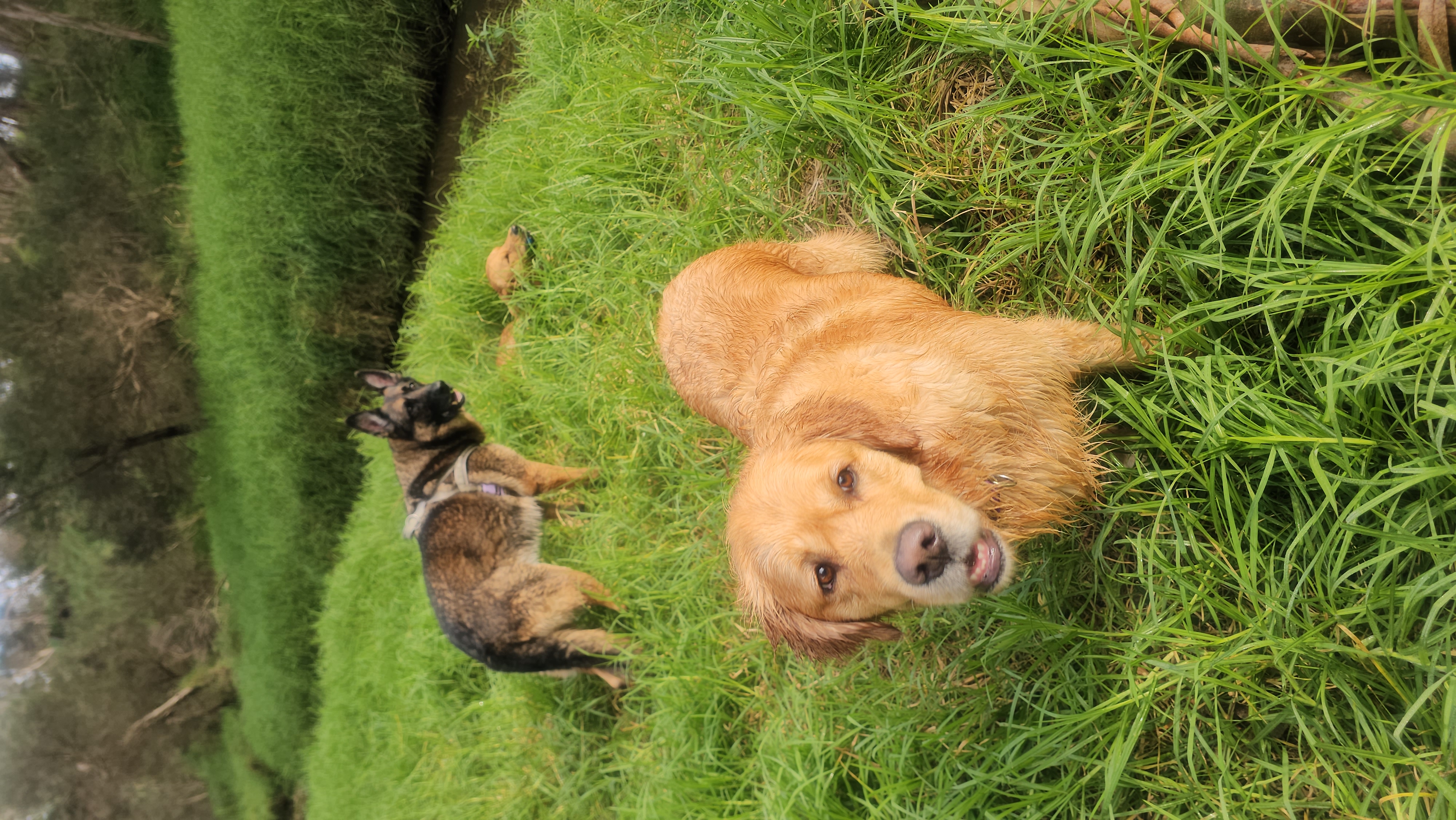 Pepsi and Max at Toomuc Creek