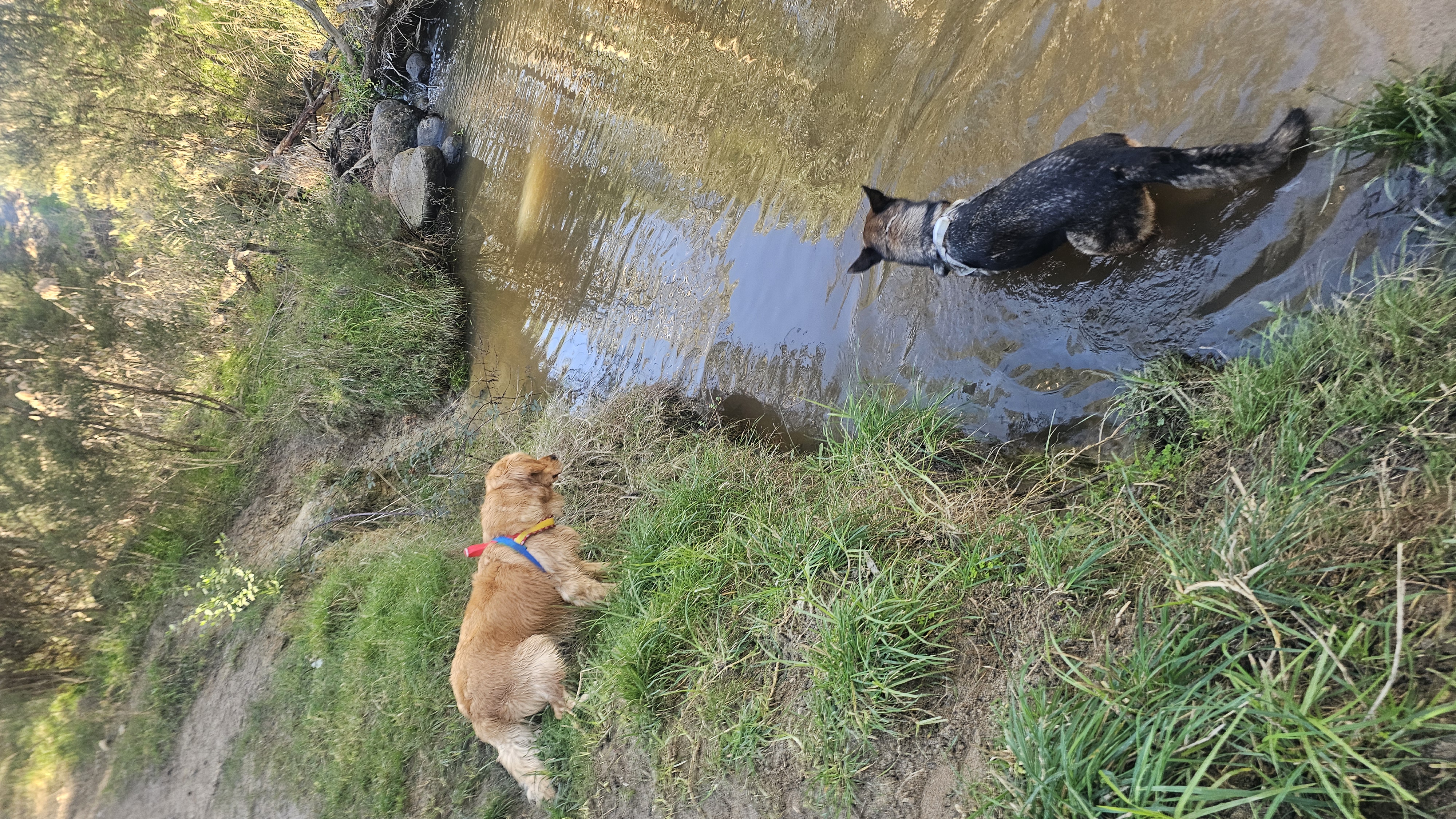 pepsi-and-max-swimming-at-toomuc-creek-aug-25-2025.jpg