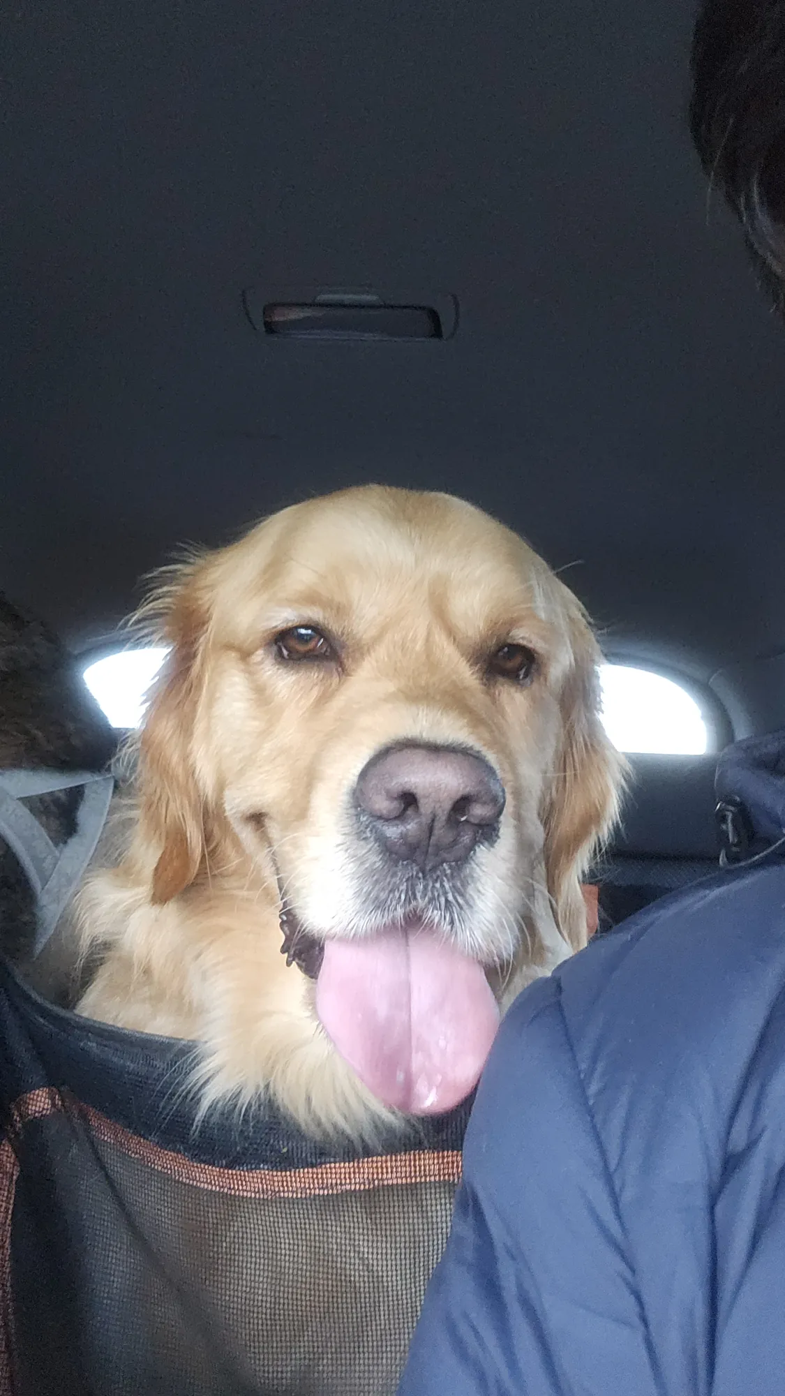 Pepsi in the back seat at the start of the drive to Dinner Plain