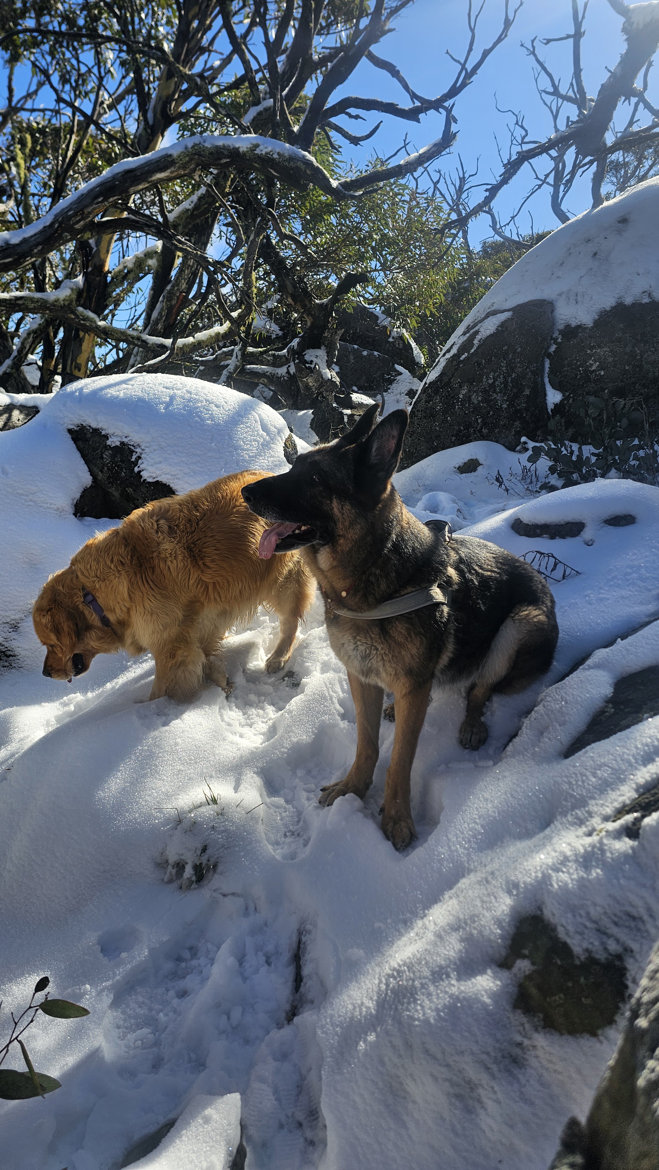 Pepsi and Max enjoying the snow