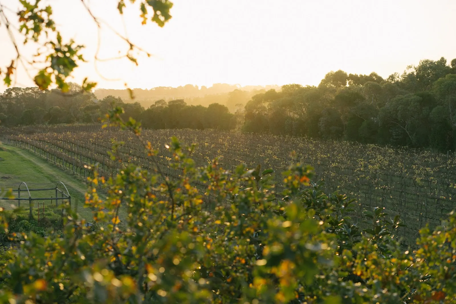 Chirping Bird Wines