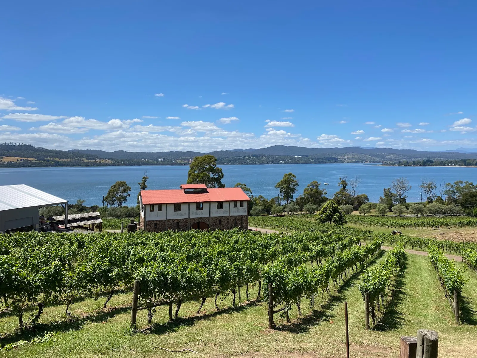 Marion's Vineyard