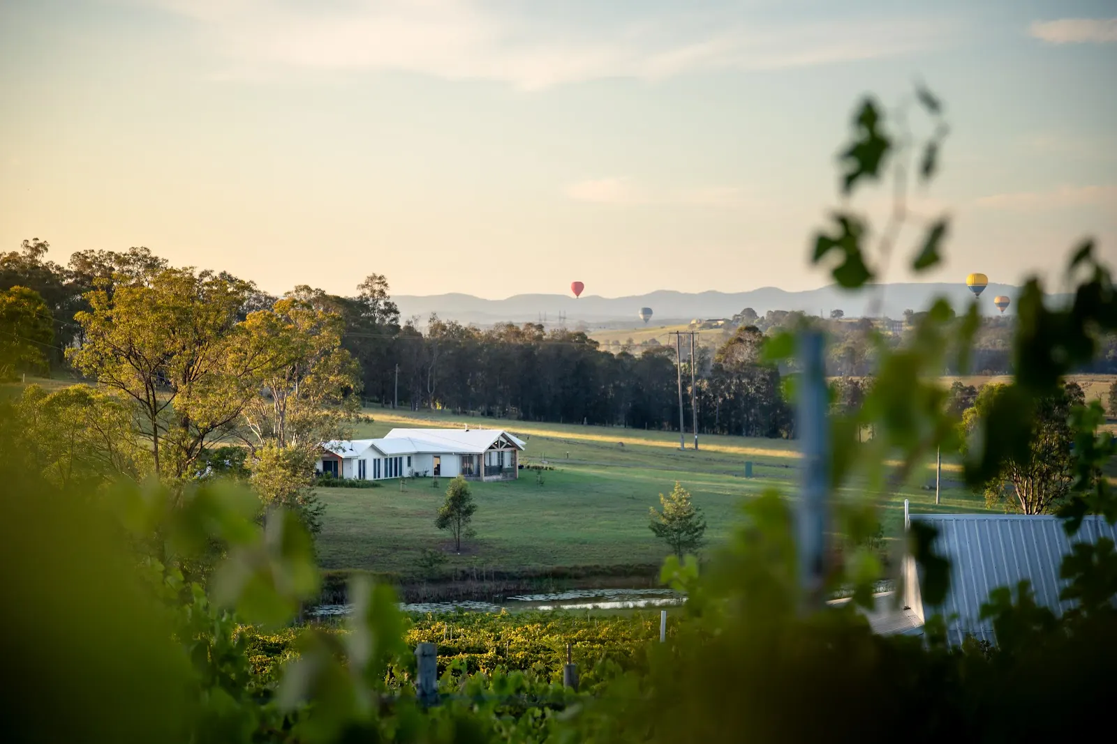 Molly Morgan Wines