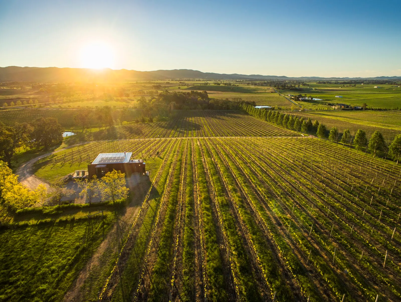 First Ridge Wines