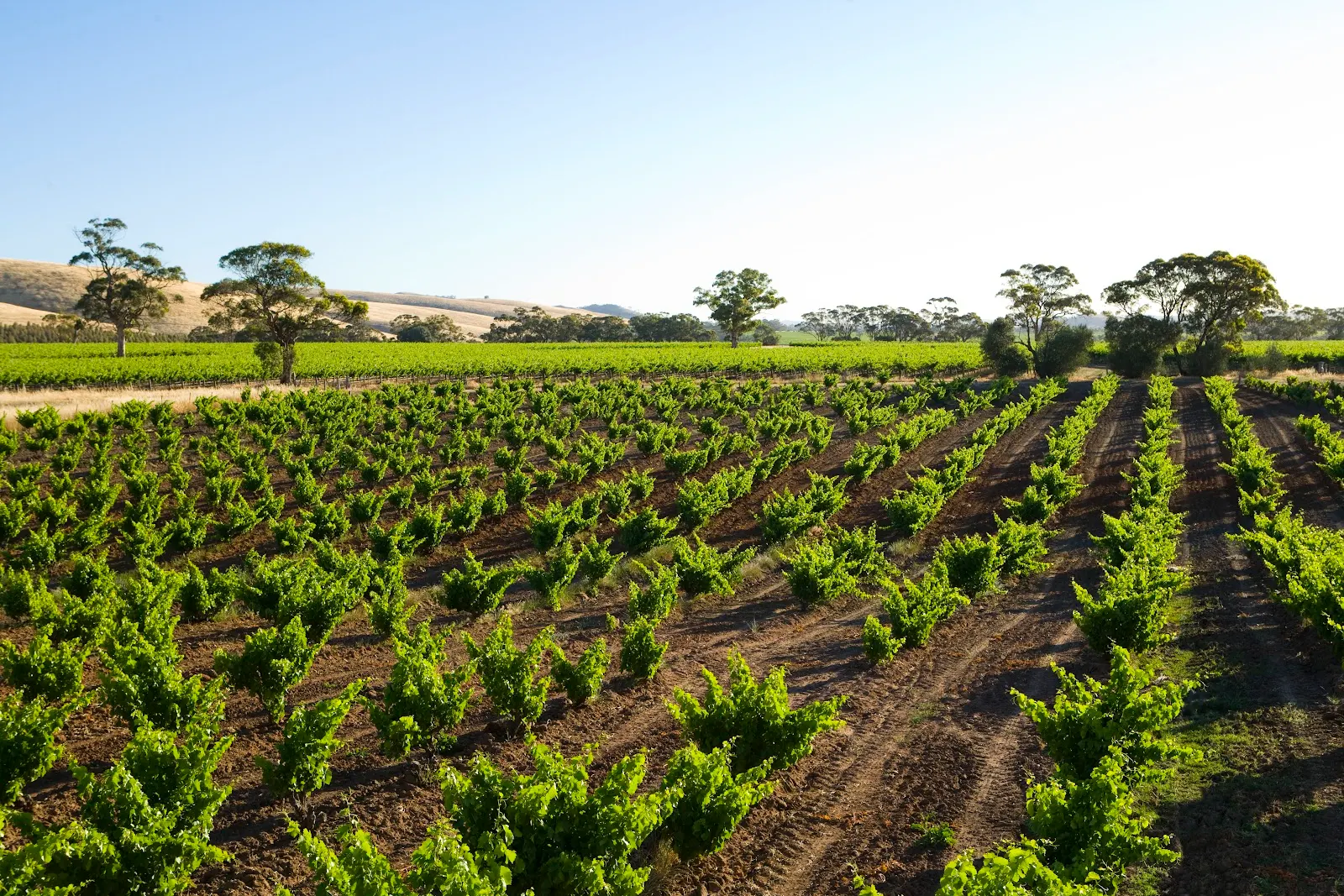 Charles Melton Wines