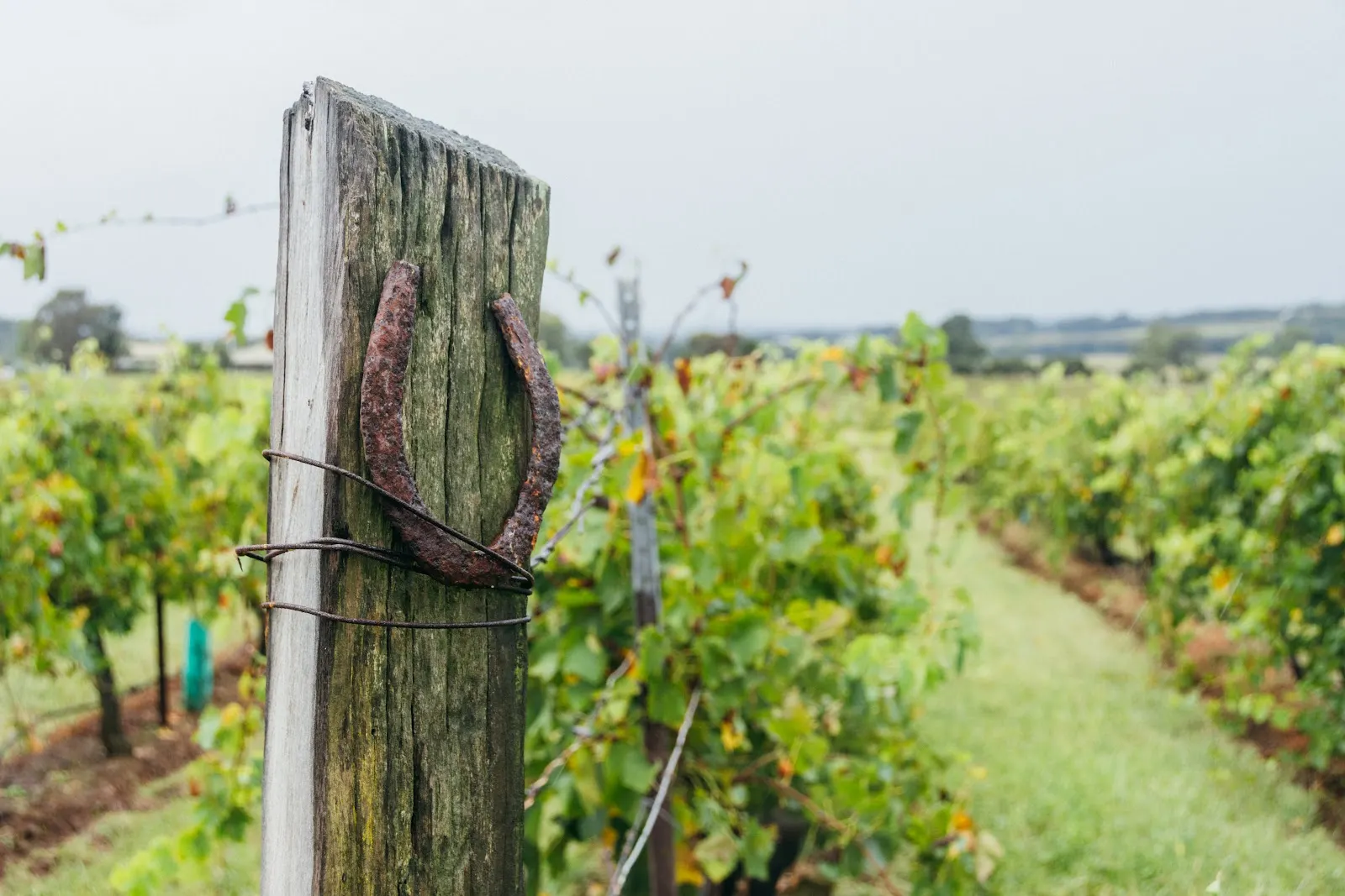 Parched Crow Wines