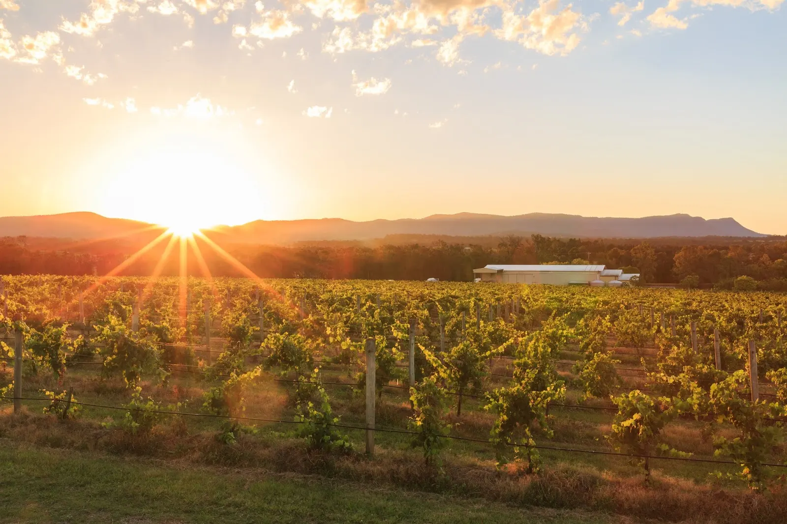 Capercaillie Wines