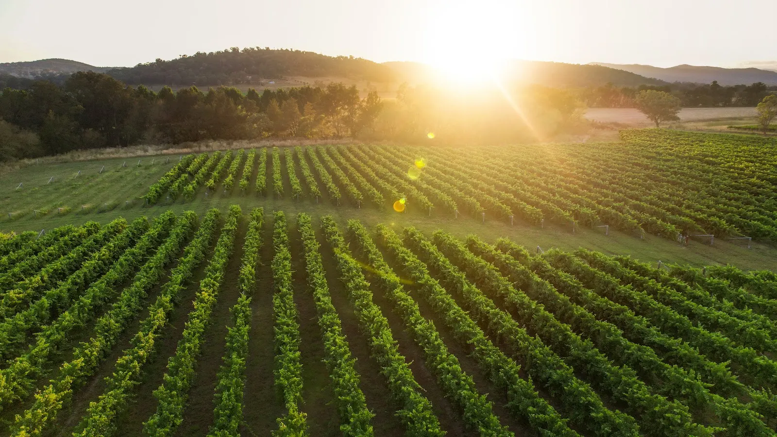 Bunnamagoo Estate Wines