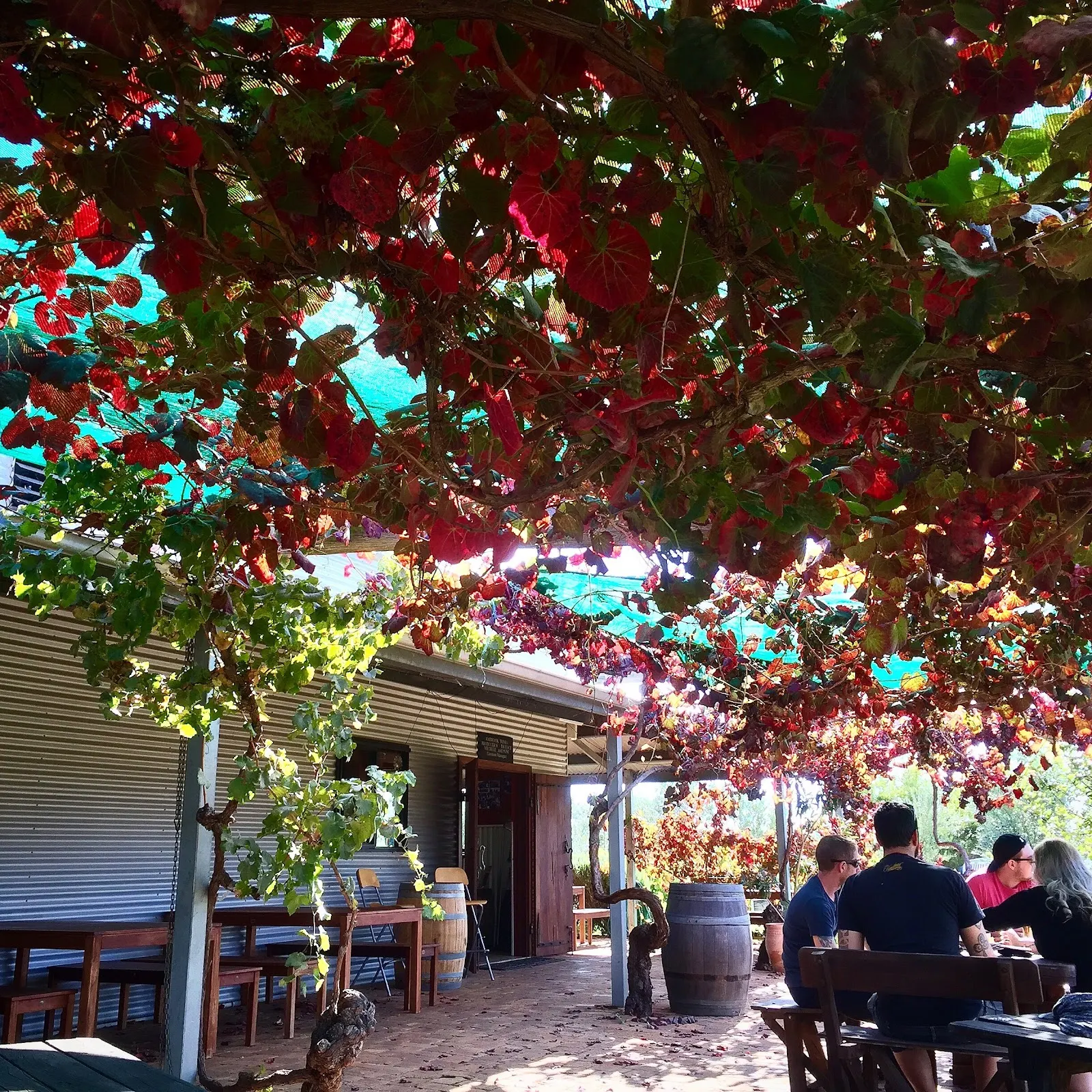 Ambrook Wines