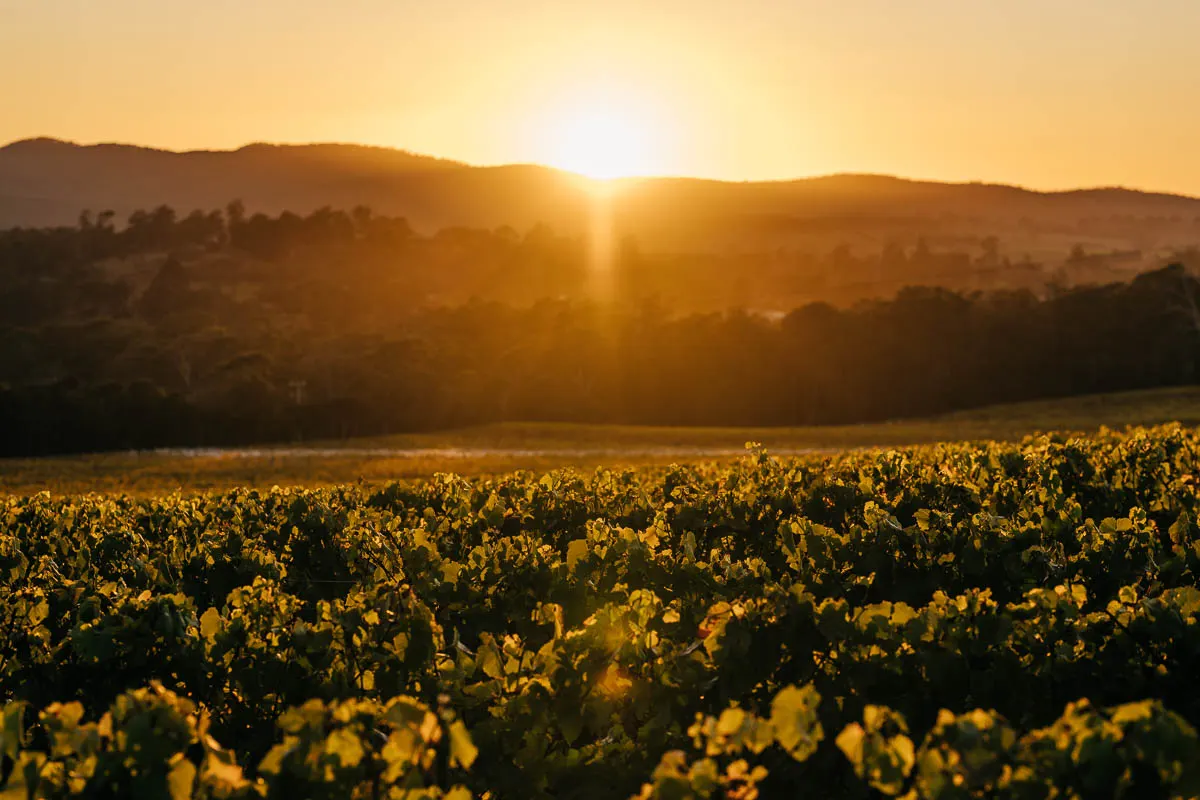 Small Wonder Wines