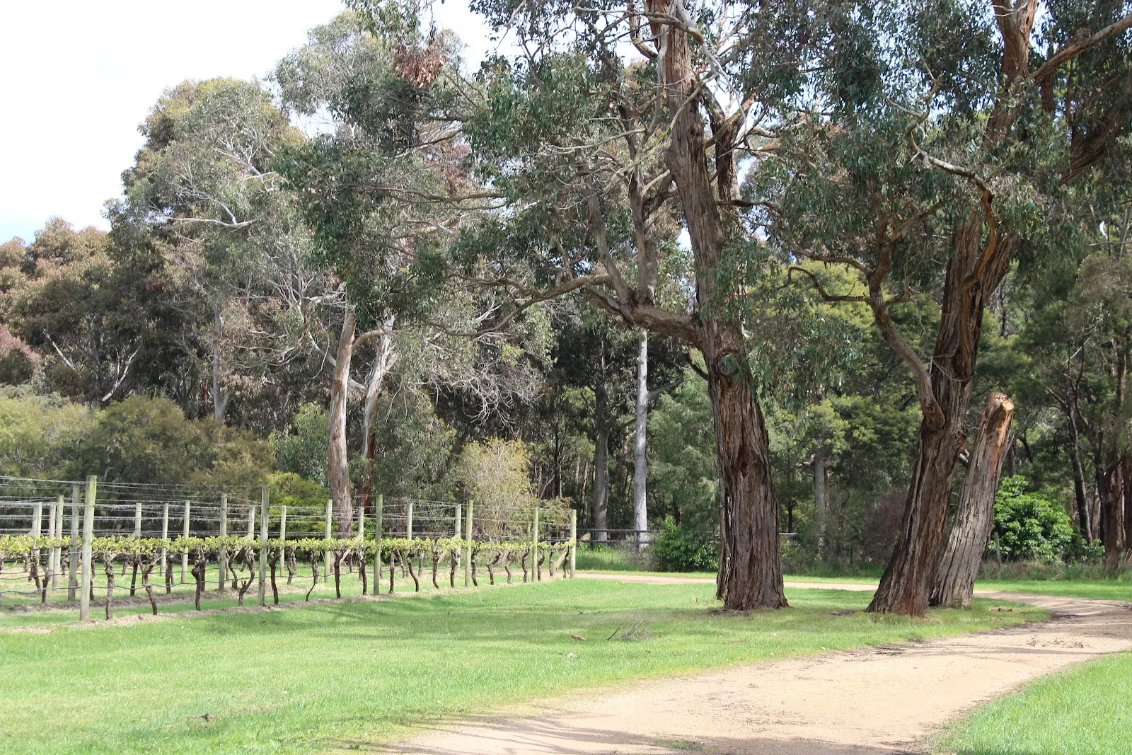 Kings Creek Vineyard