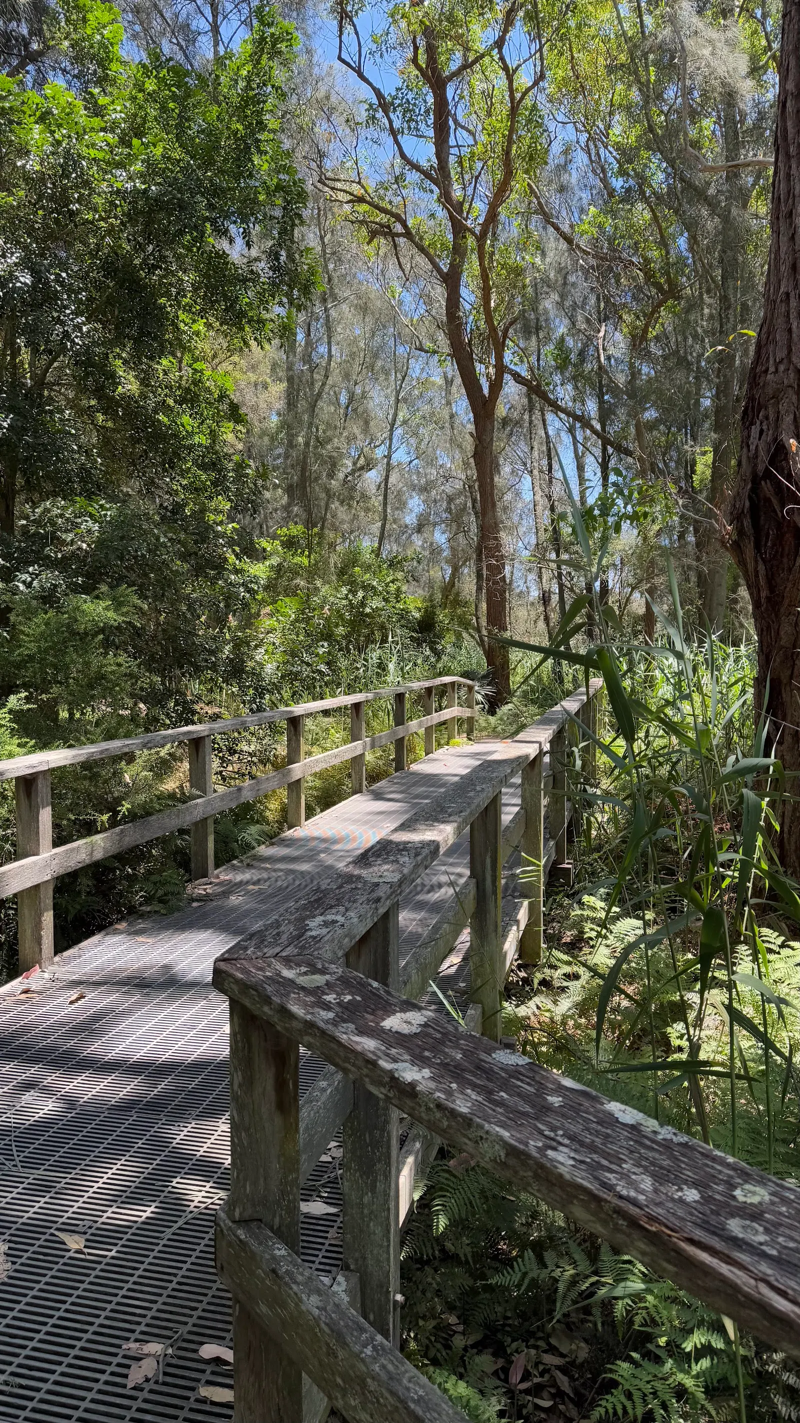Trail South Narrabeen