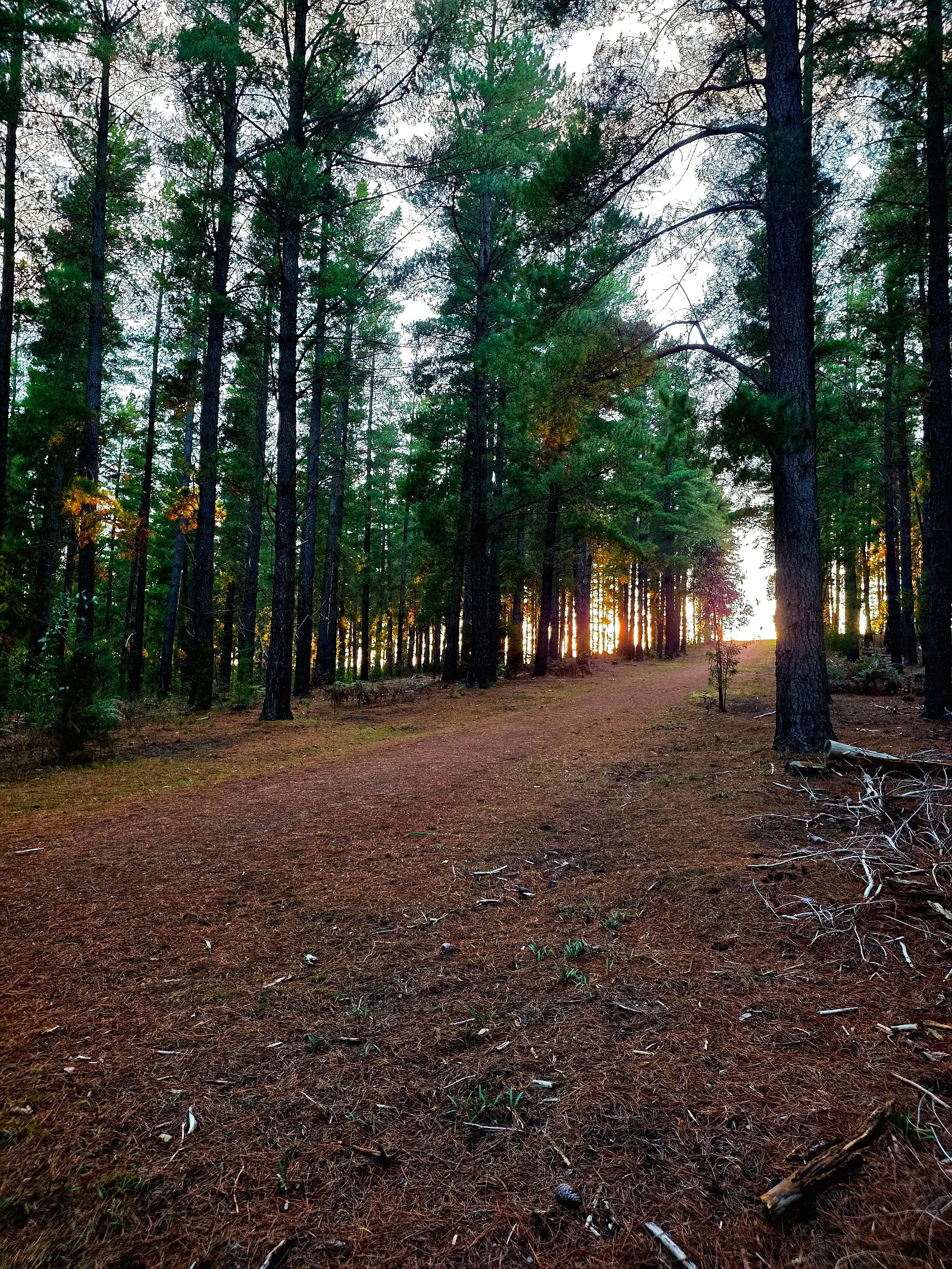 Kuitpo Forest Reserve