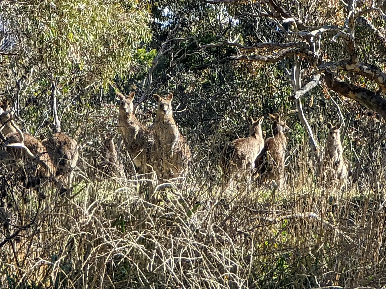 Bruce Ridge Nature Reserve