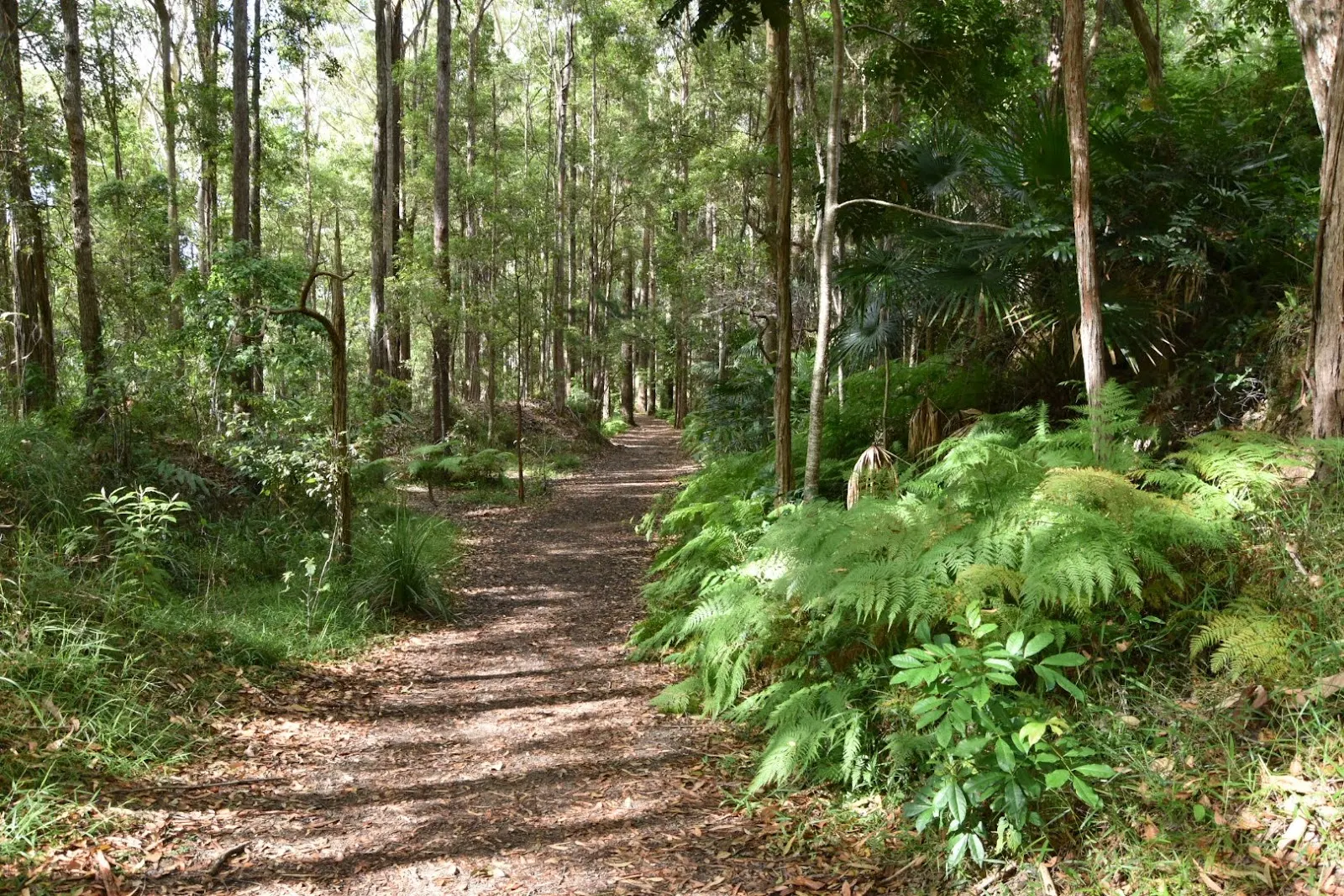 Buderim-Palmwoods Heritage Trail Bushland Park