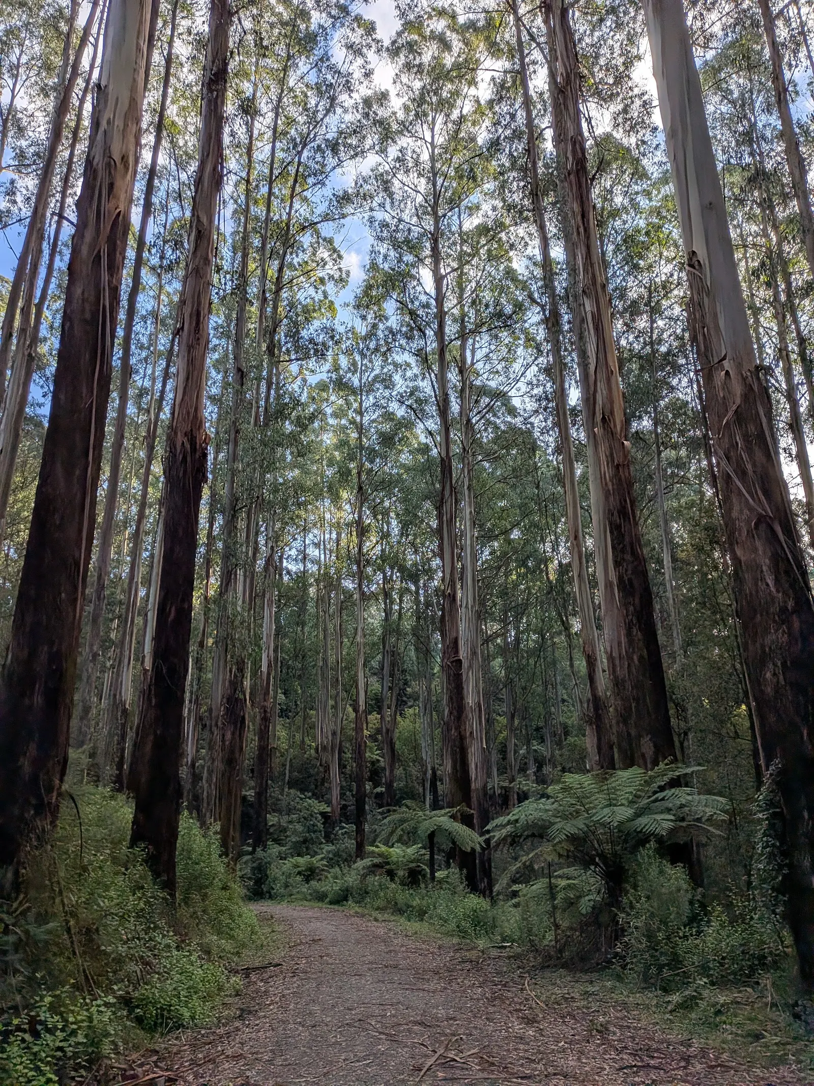 Mathias Walking Track