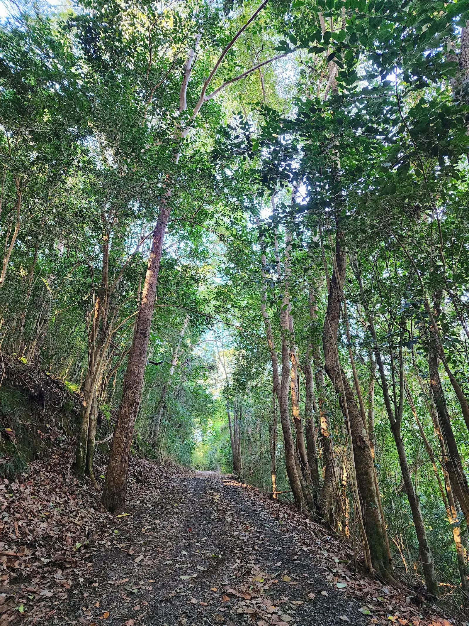 Wilsons Walking Track