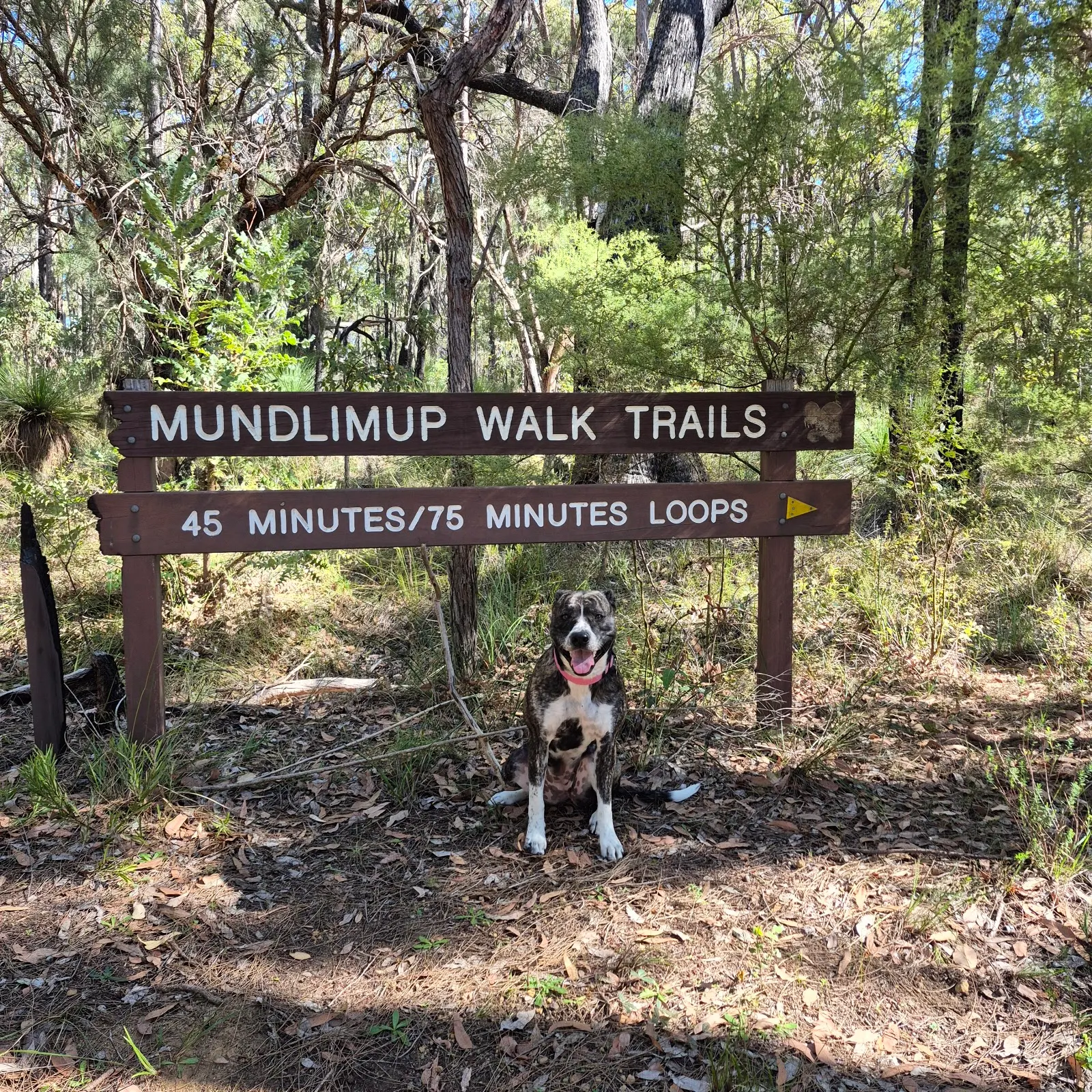 Mundlimup Timber Trail