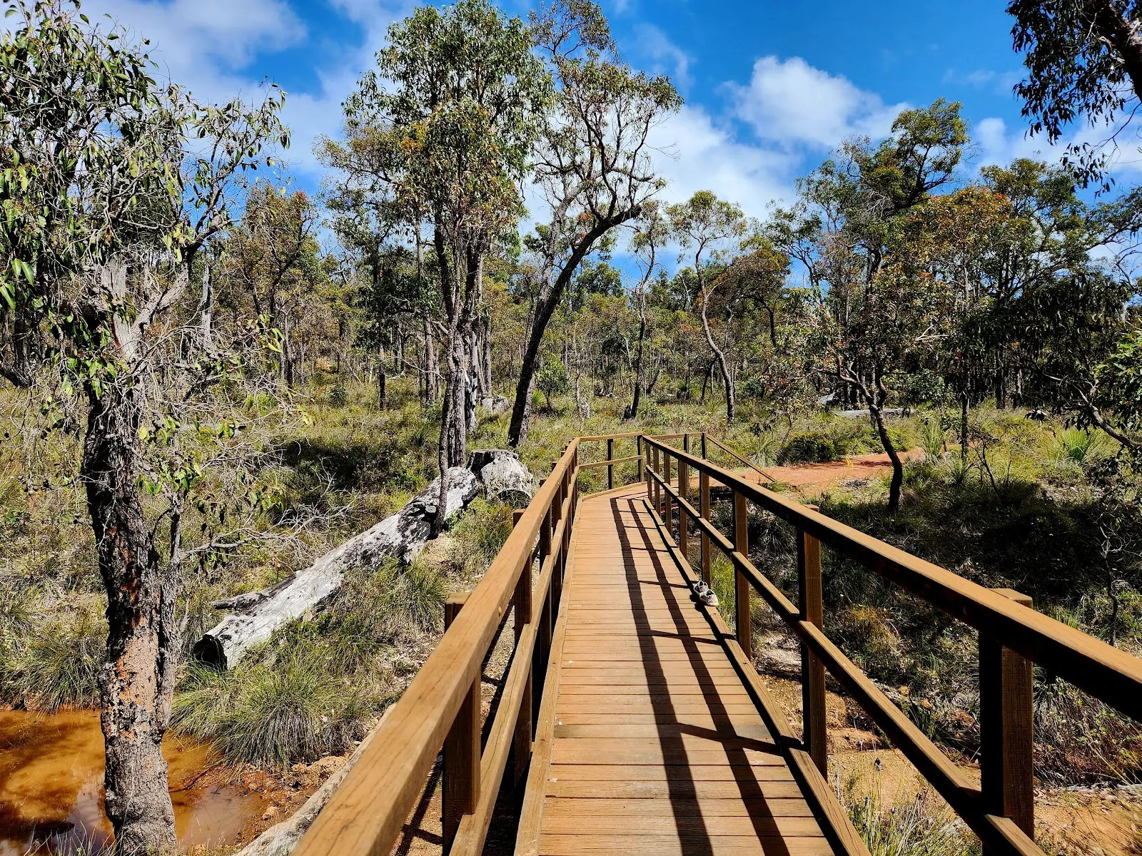 Crooked Brook Forrest