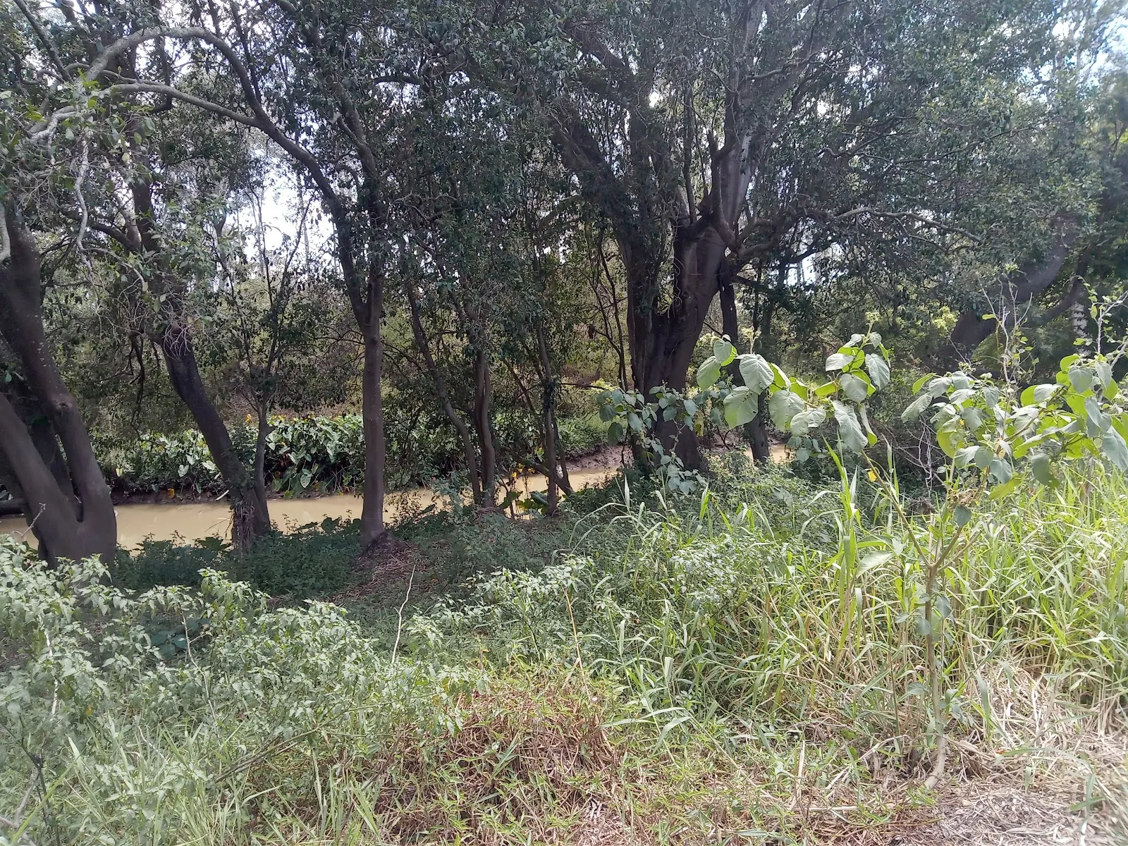 Archerfield Wetland