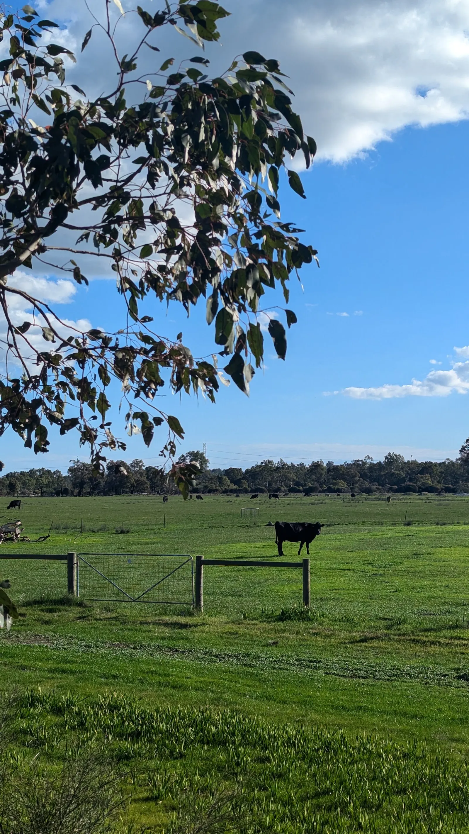 Serpentine River Crossing and River Walk