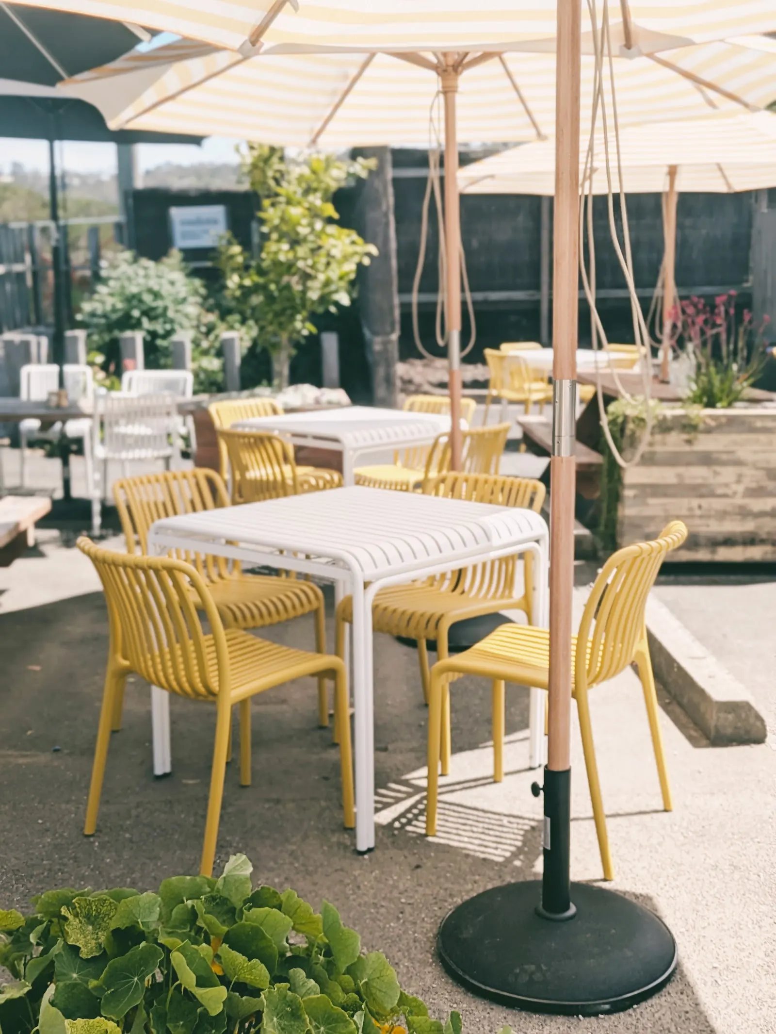 Mustard Moorooduc