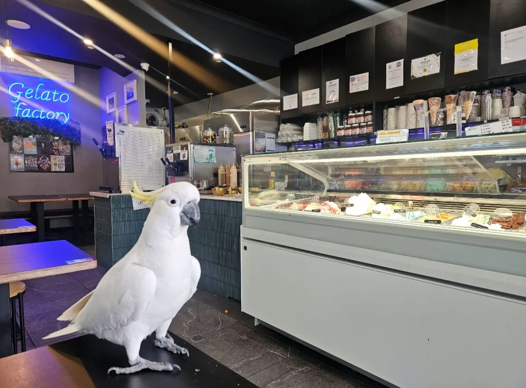 C9 Chocolate & Gelato Wahroonga
