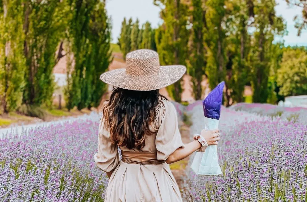 Warratina Lavender Farm