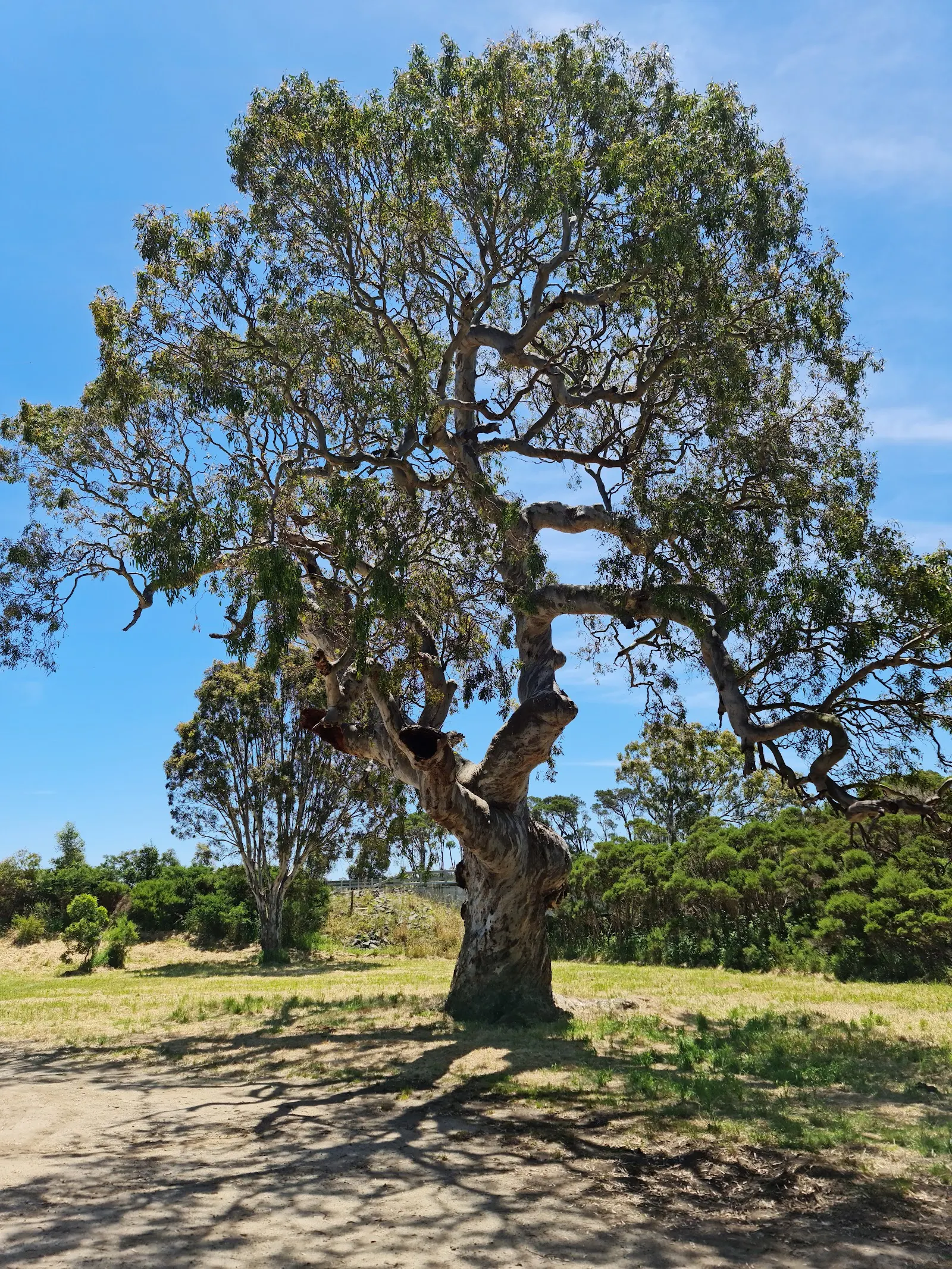 Rosedale Caravan Park