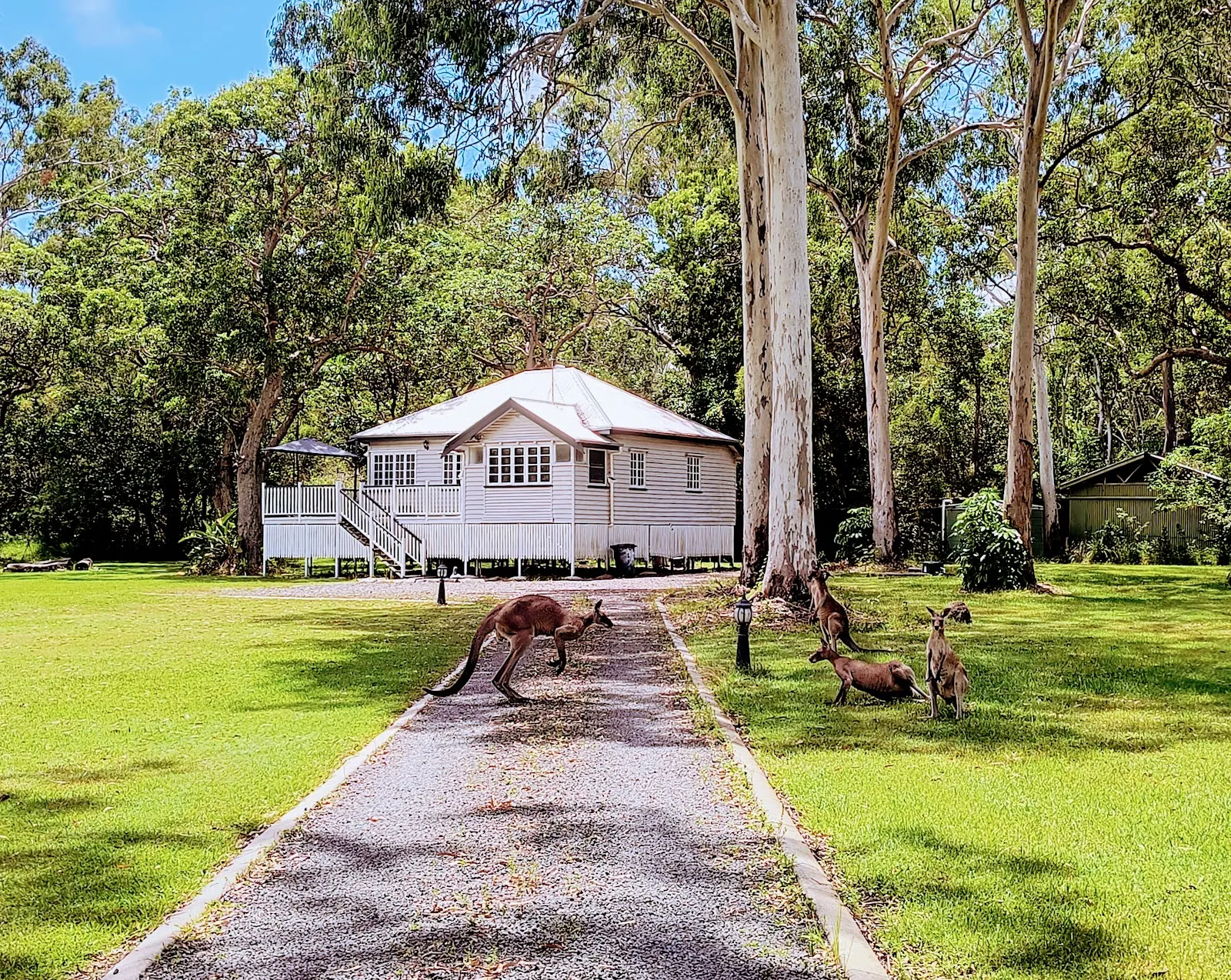 Lake Weyba Noosa Lodge & Friendly Kangaroos