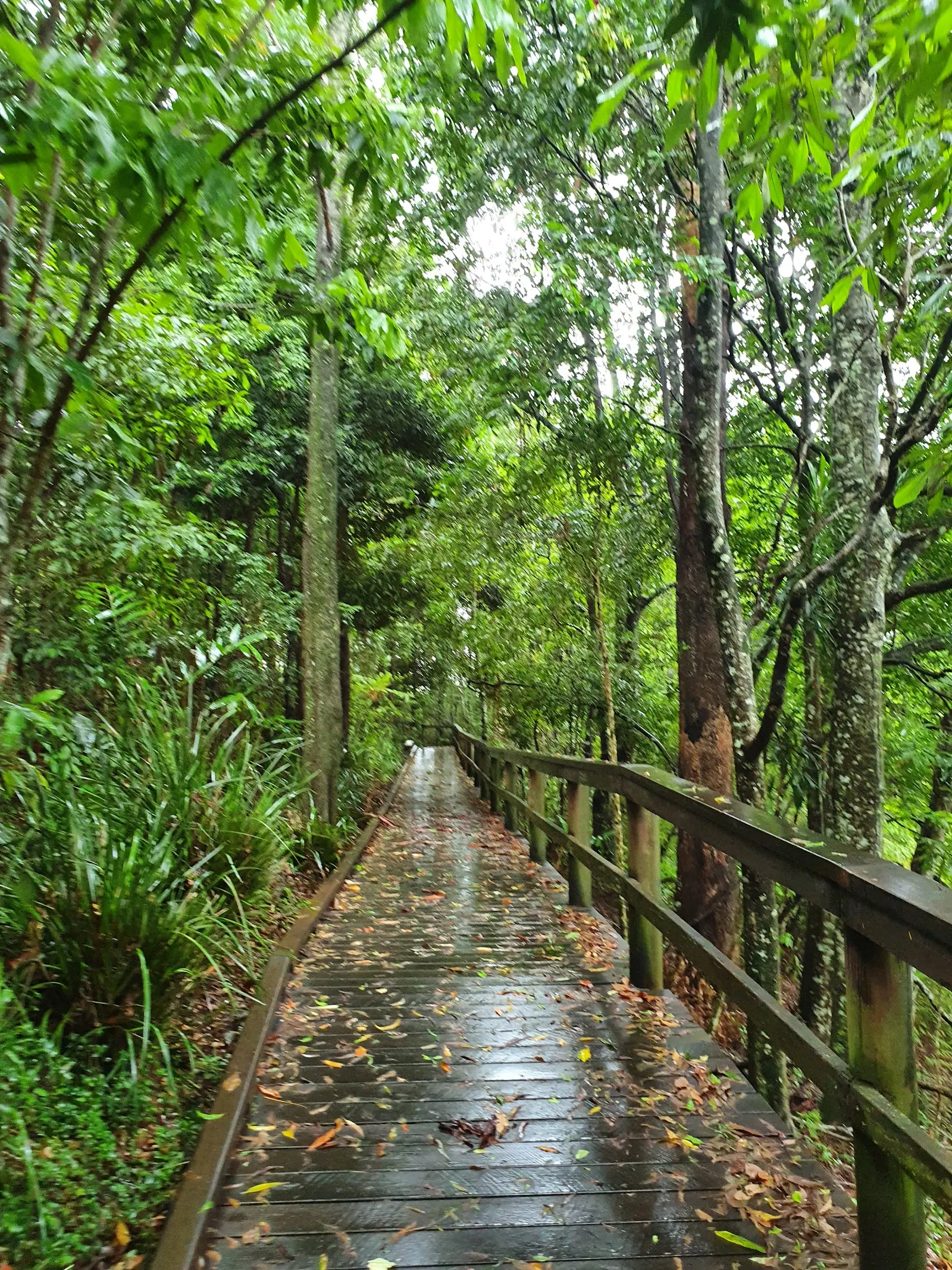 The Maleny Trail