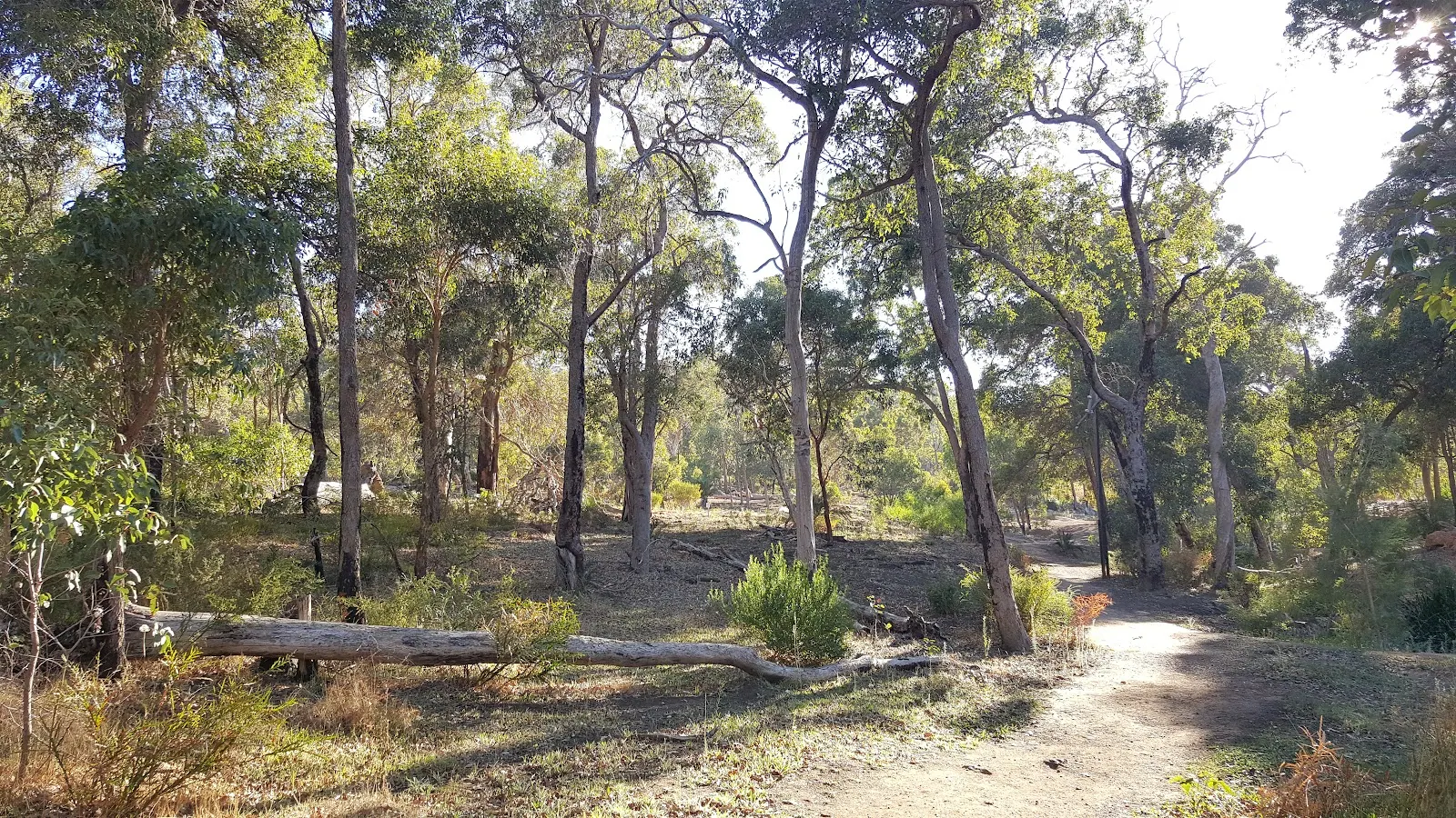 Lesmurdie Brook Loop