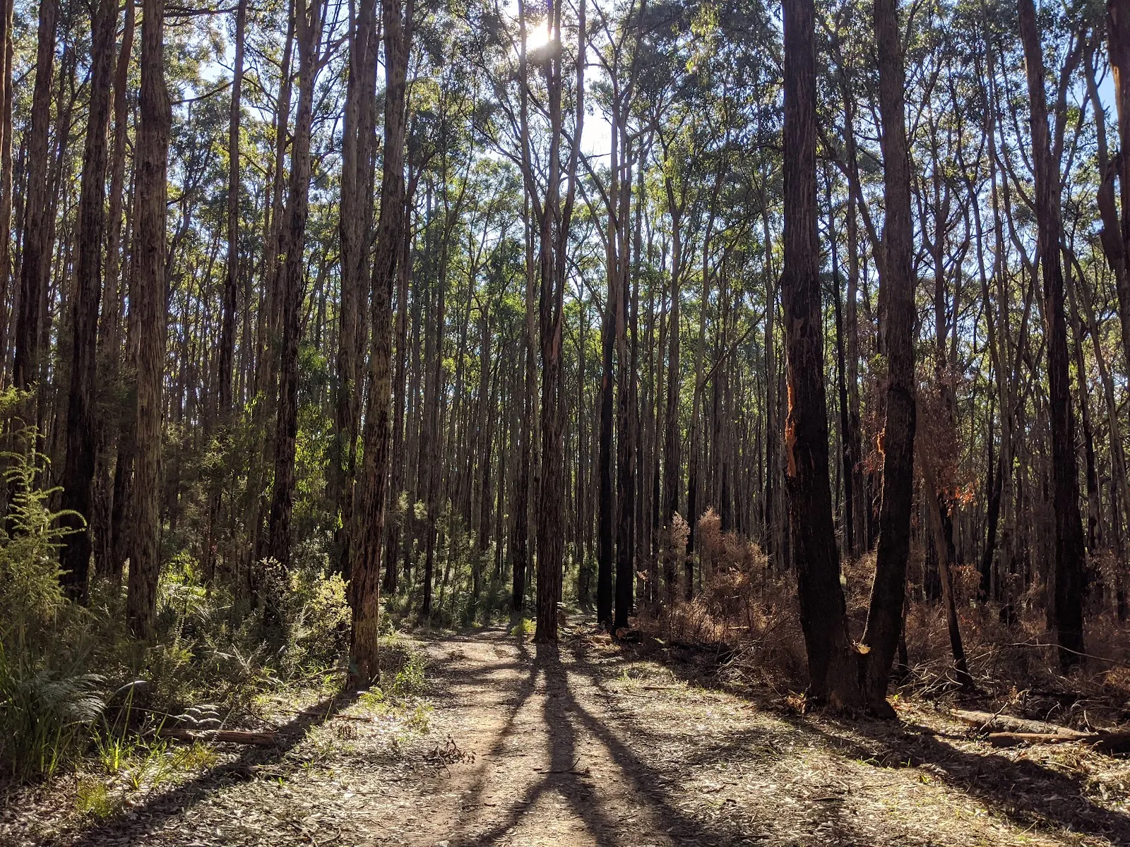 Wright Forrest Bushland Area
