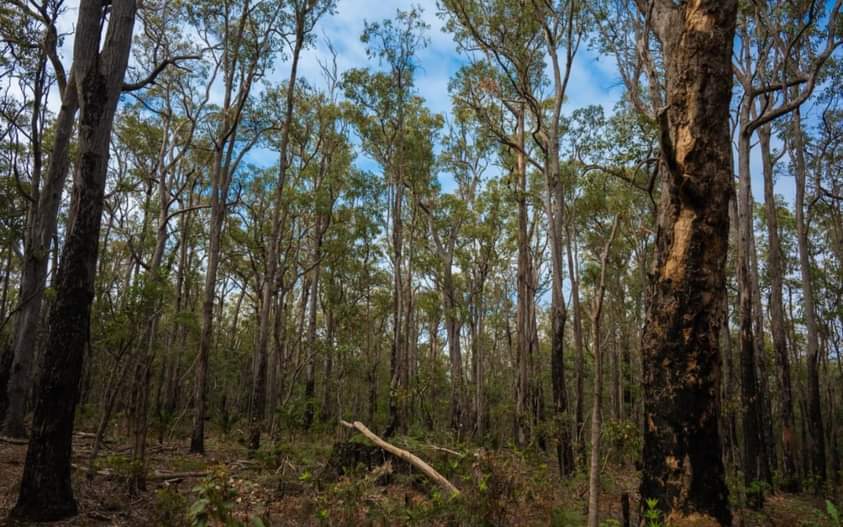 King Jarrah Circuit