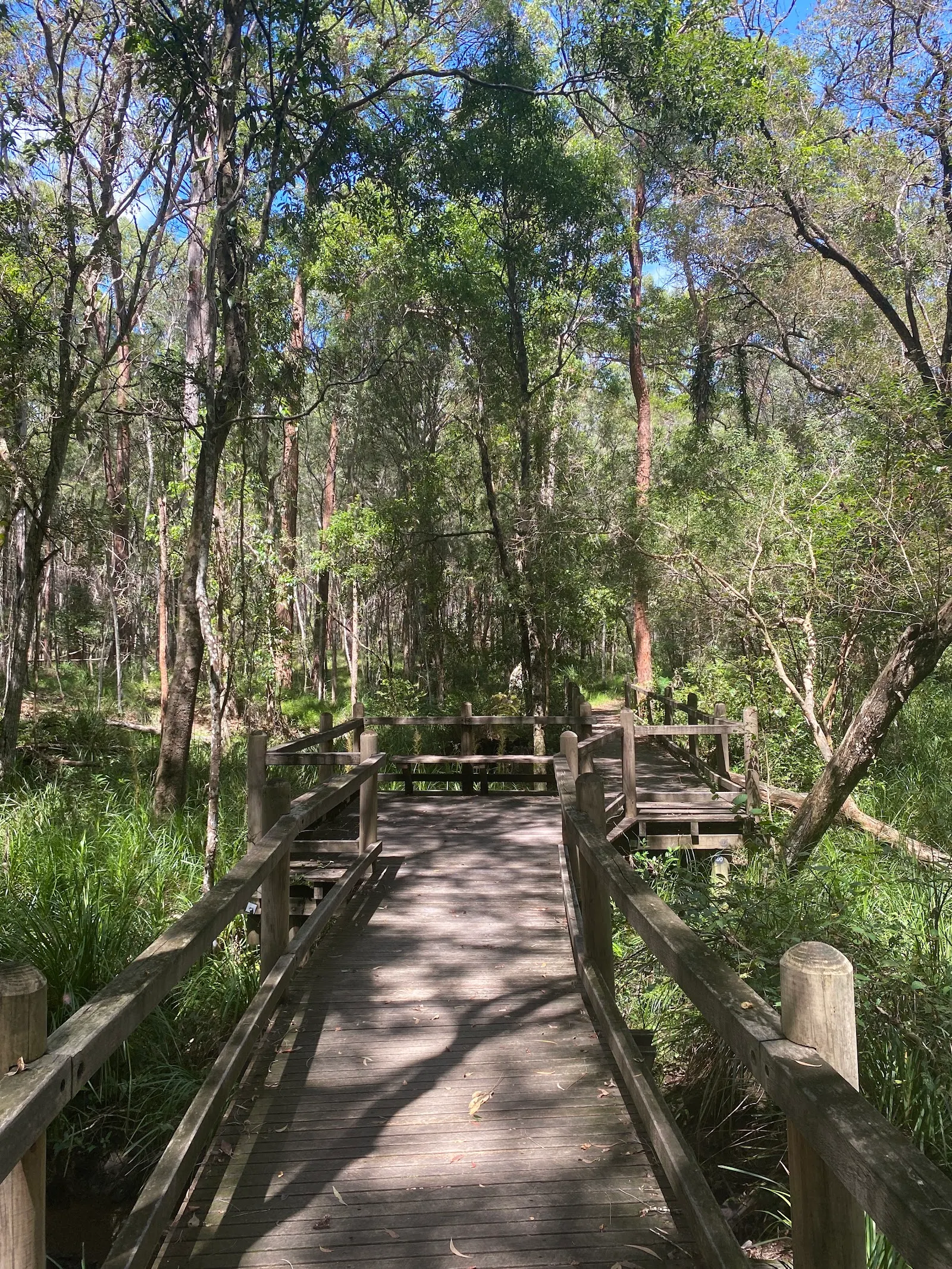 Brisbane Koala Bushlands Loop