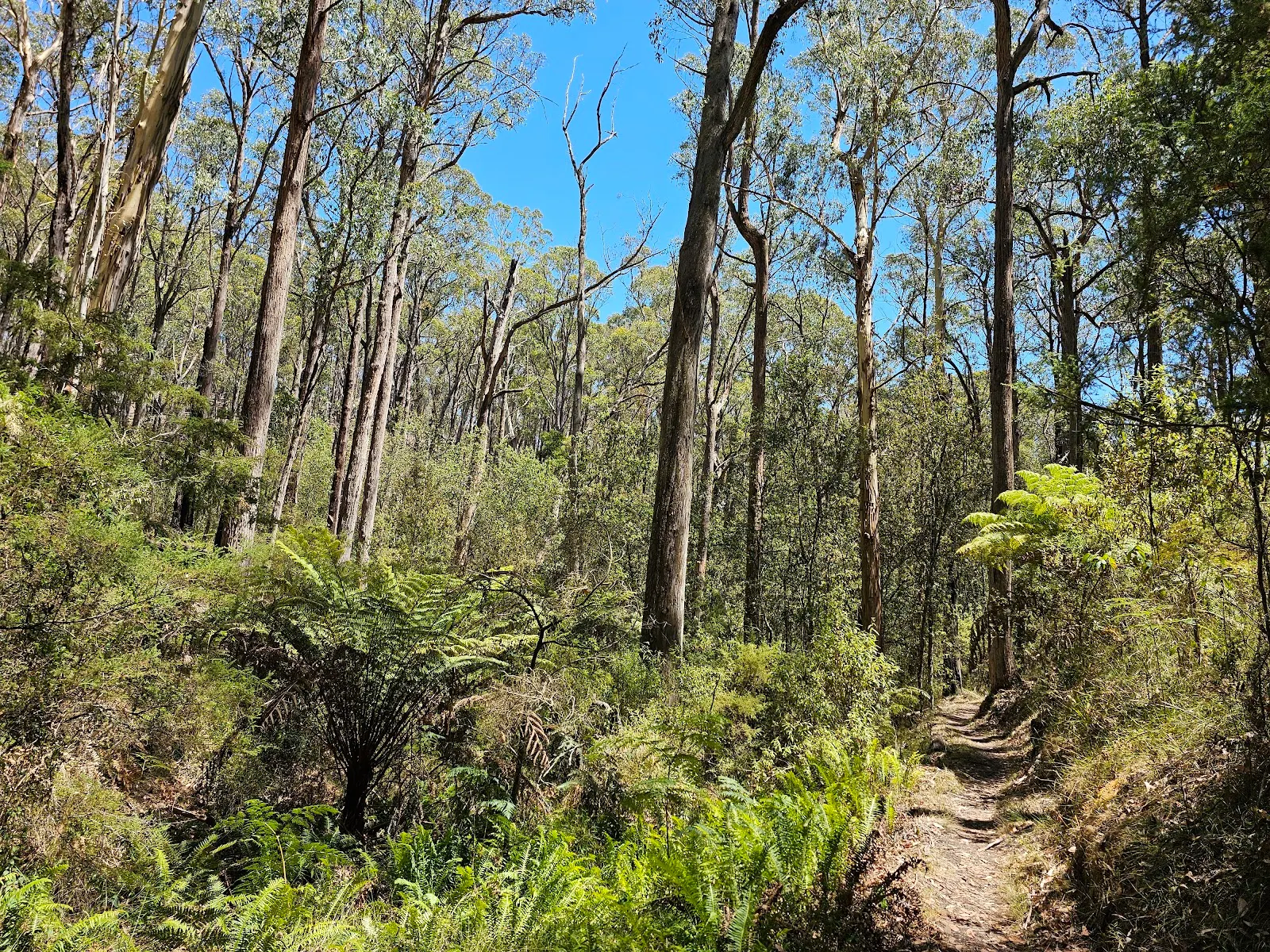 Whipstick Loop Walk