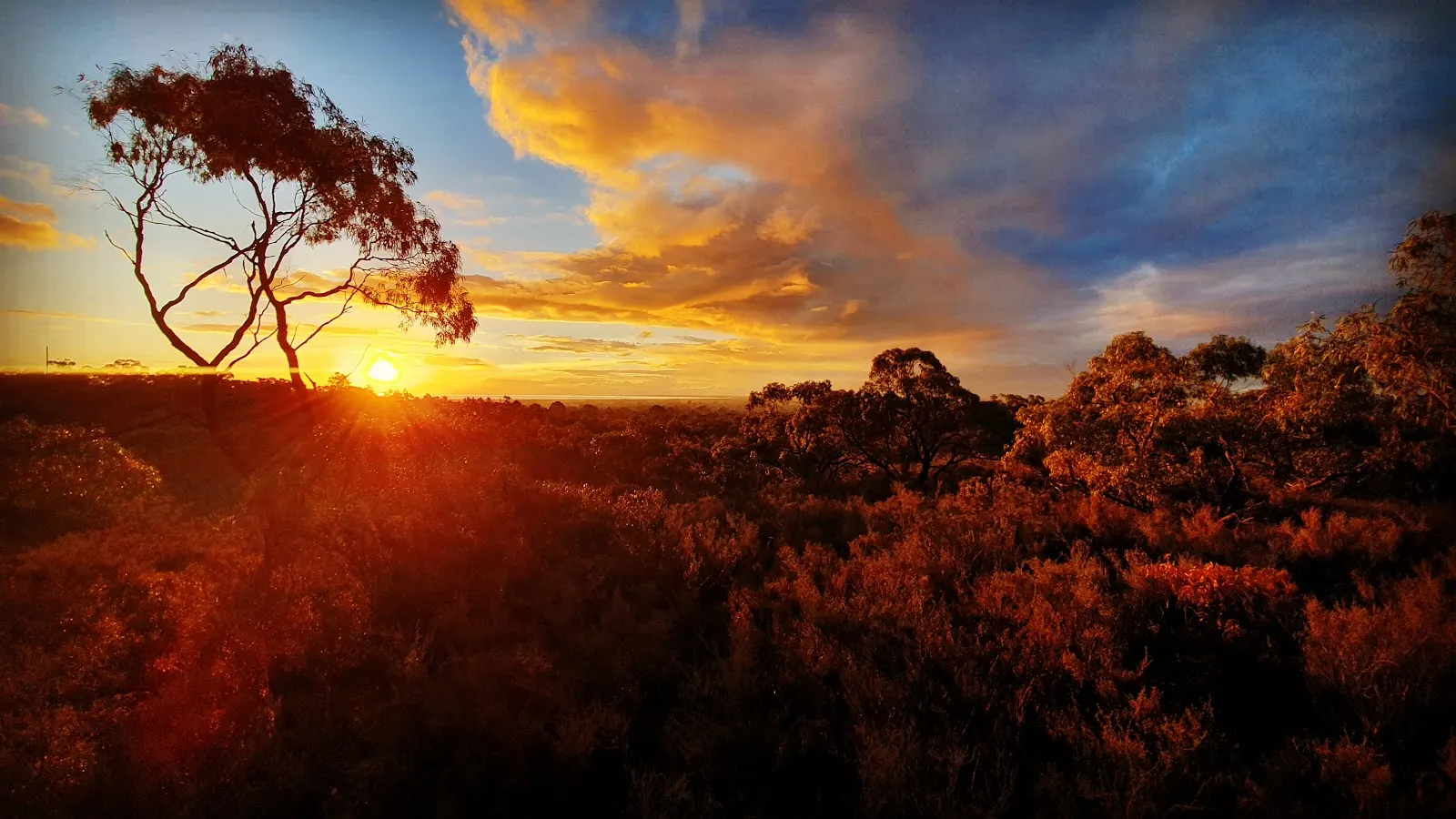 Milkwort, Panorama, Hakea Ridge and Sword Sedge Track Loop