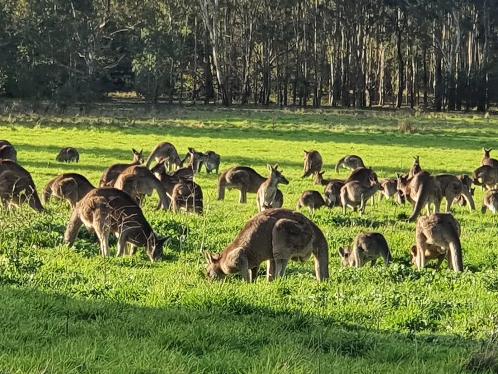 Westerfolds Park