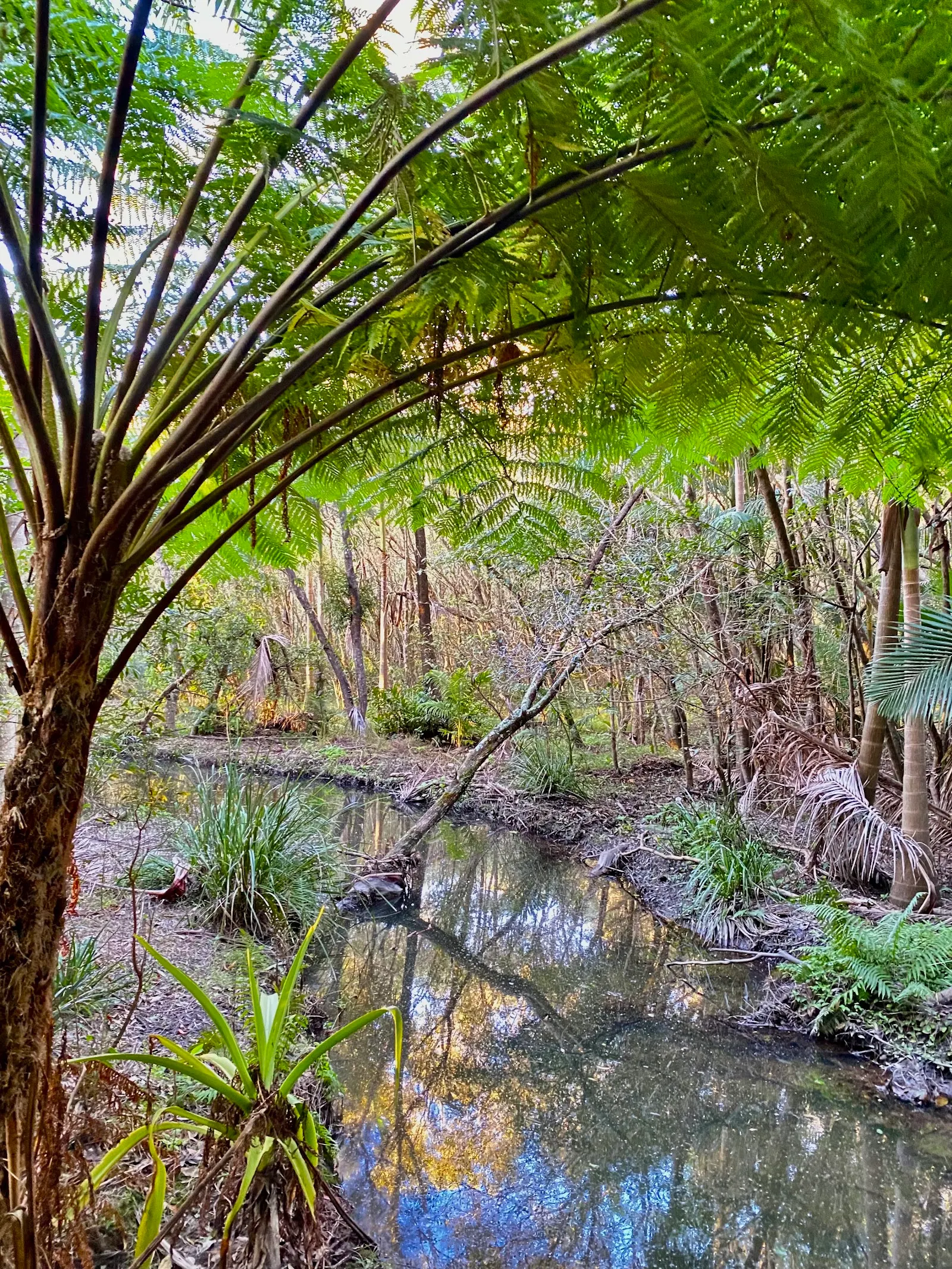 Coffs Creek Walk and Cycleway