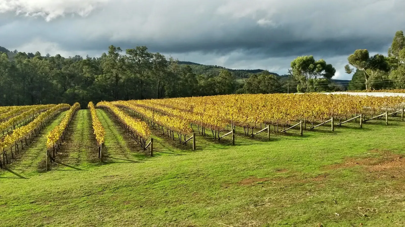 Whimwood Estate Wines