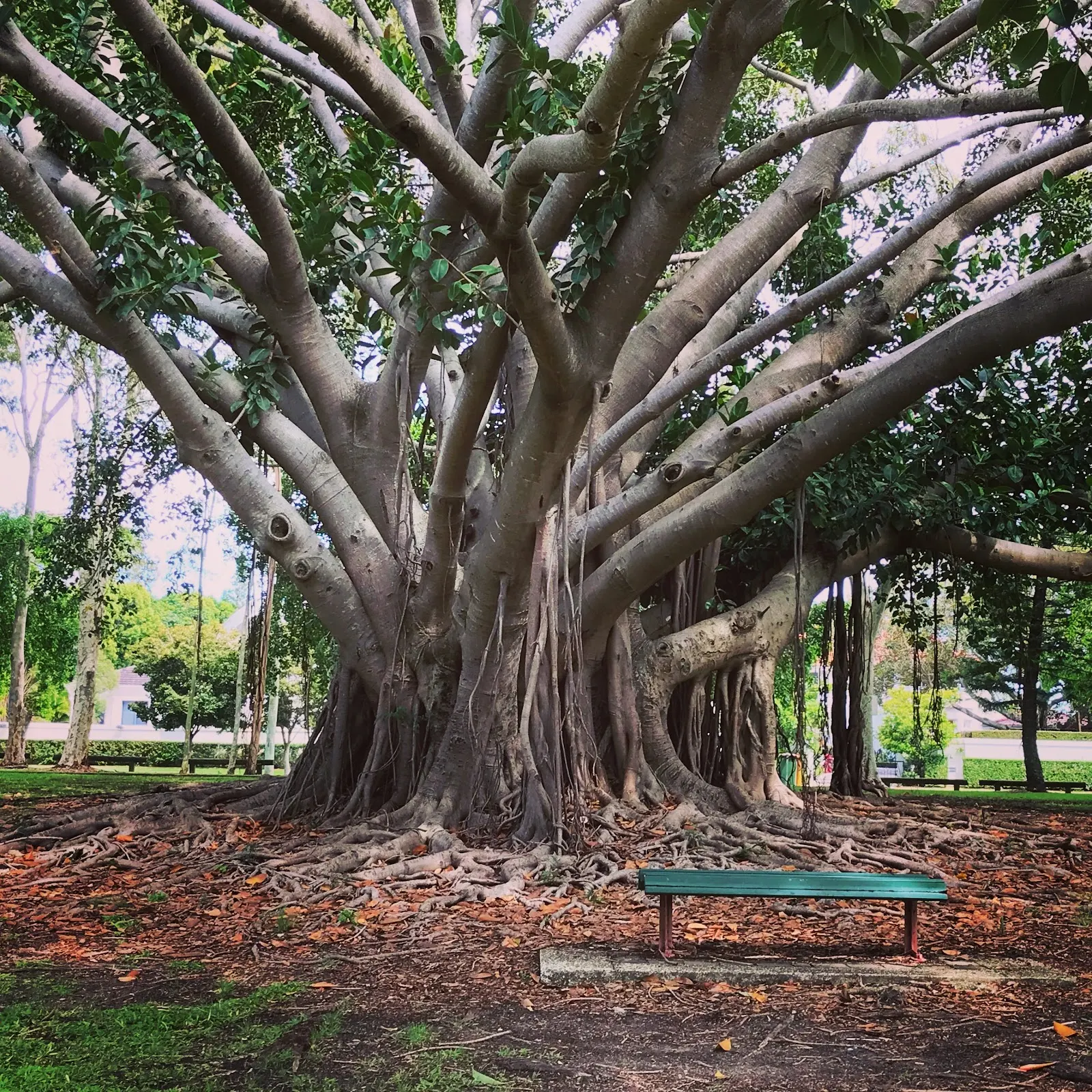 Albert Park