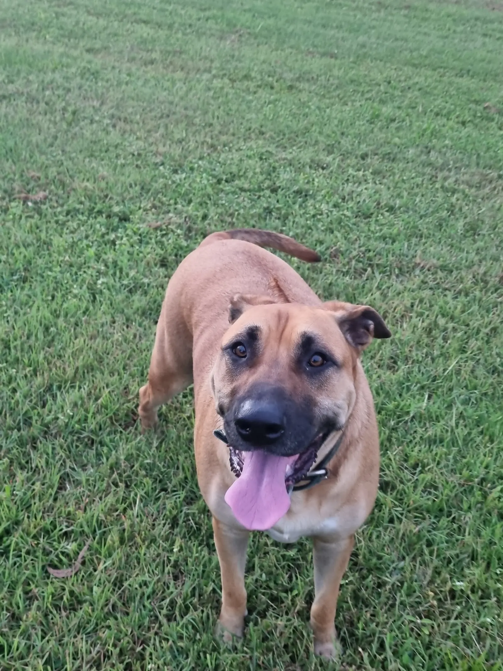 Doyle Street Off-Leash Dog Park