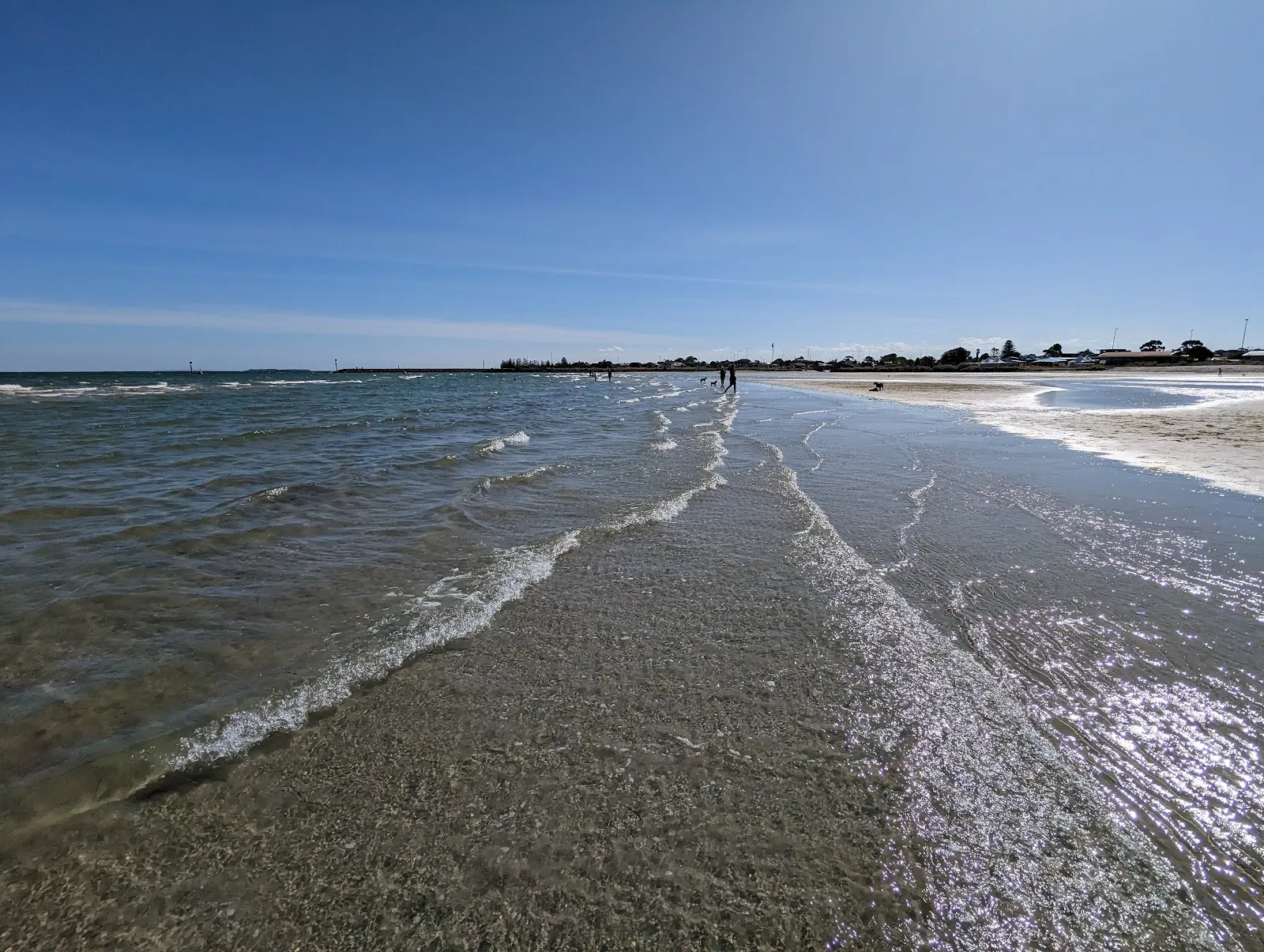 Altona Beach Dog Off Leash Arena dog-friendly beach