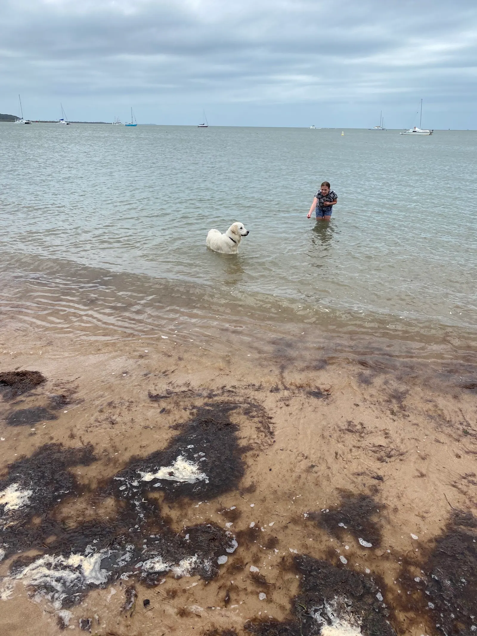 Raby Bay Dog Beach dog-friendly beach