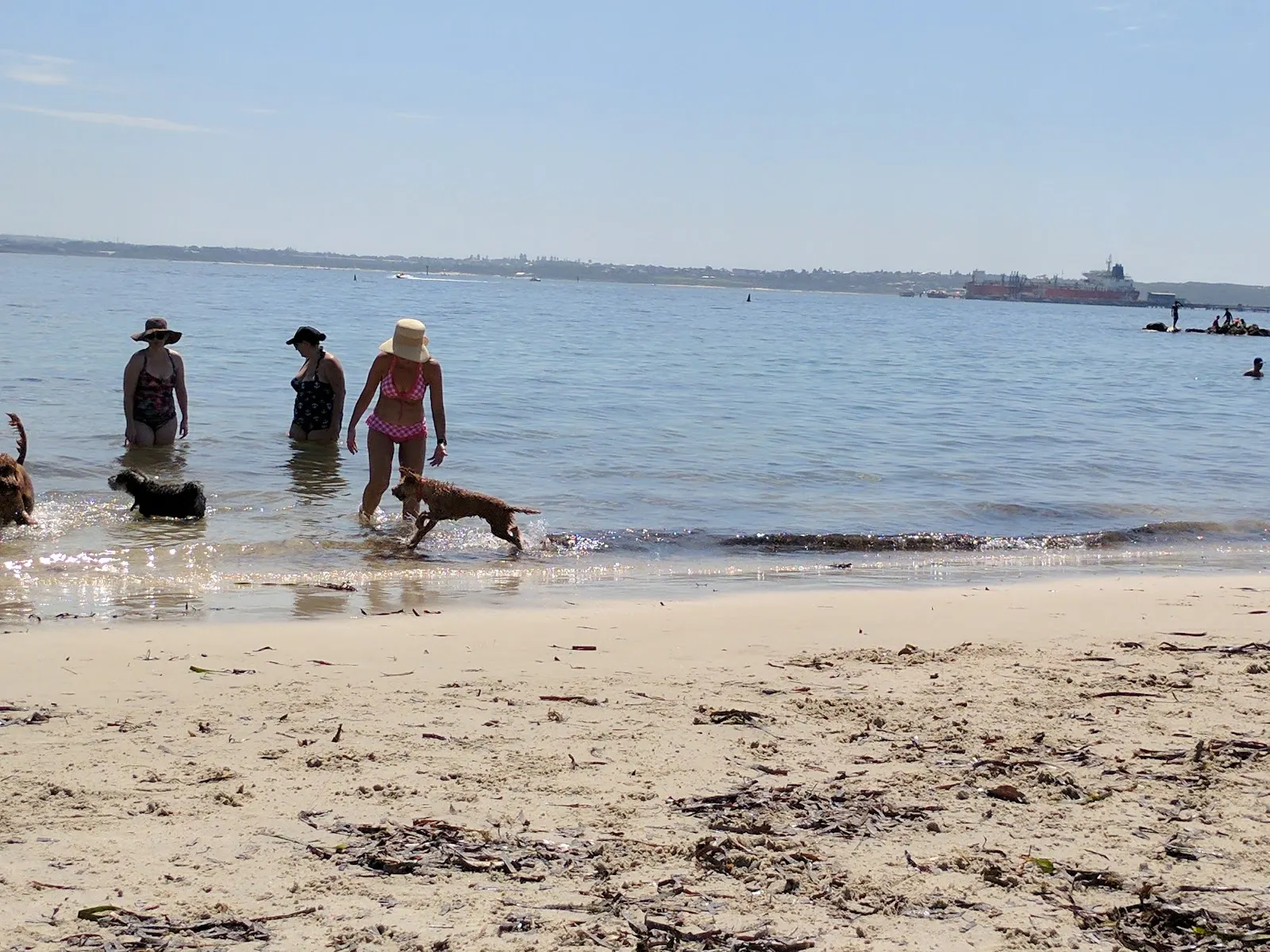 Kurnell Dog Beach dog-friendly beach