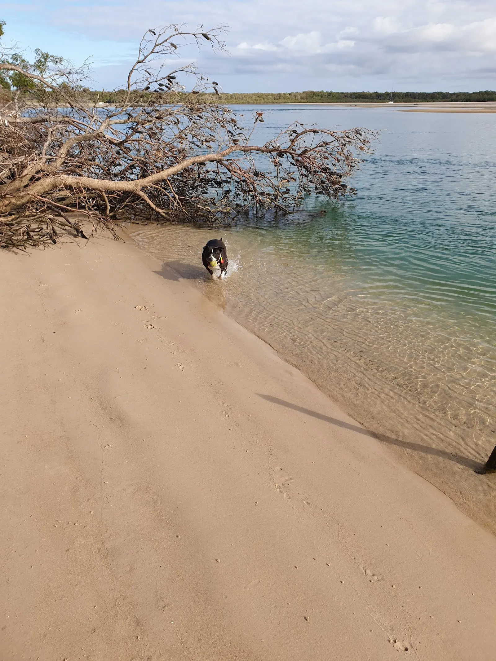 Doggy Beach dog-friendly beach