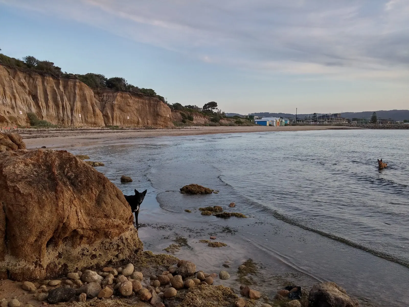 Dog Friendly Beach - Tassells Cove, Safety Beach